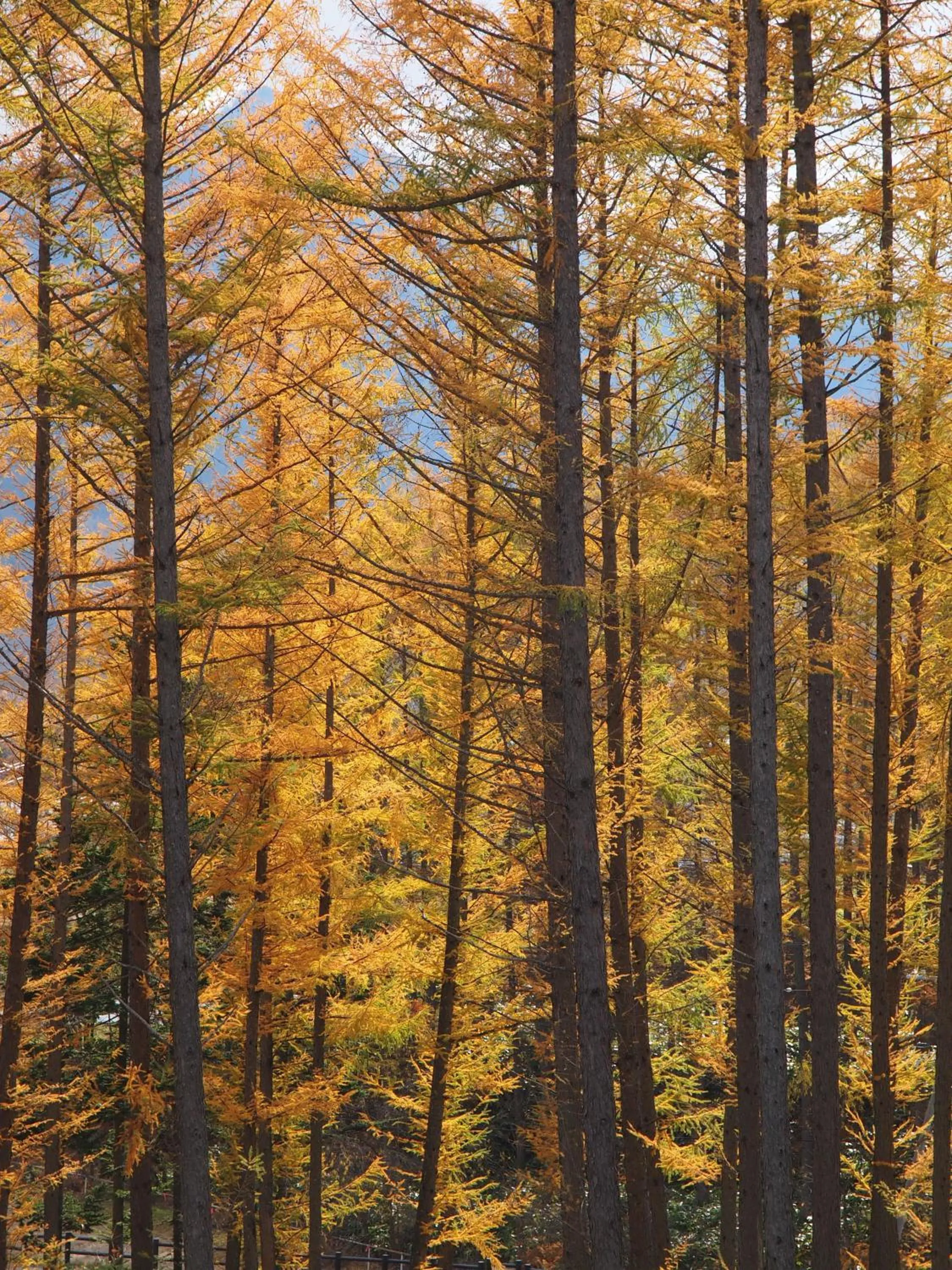 Area and facilities in Log Hotel Larch Lake Kanayama