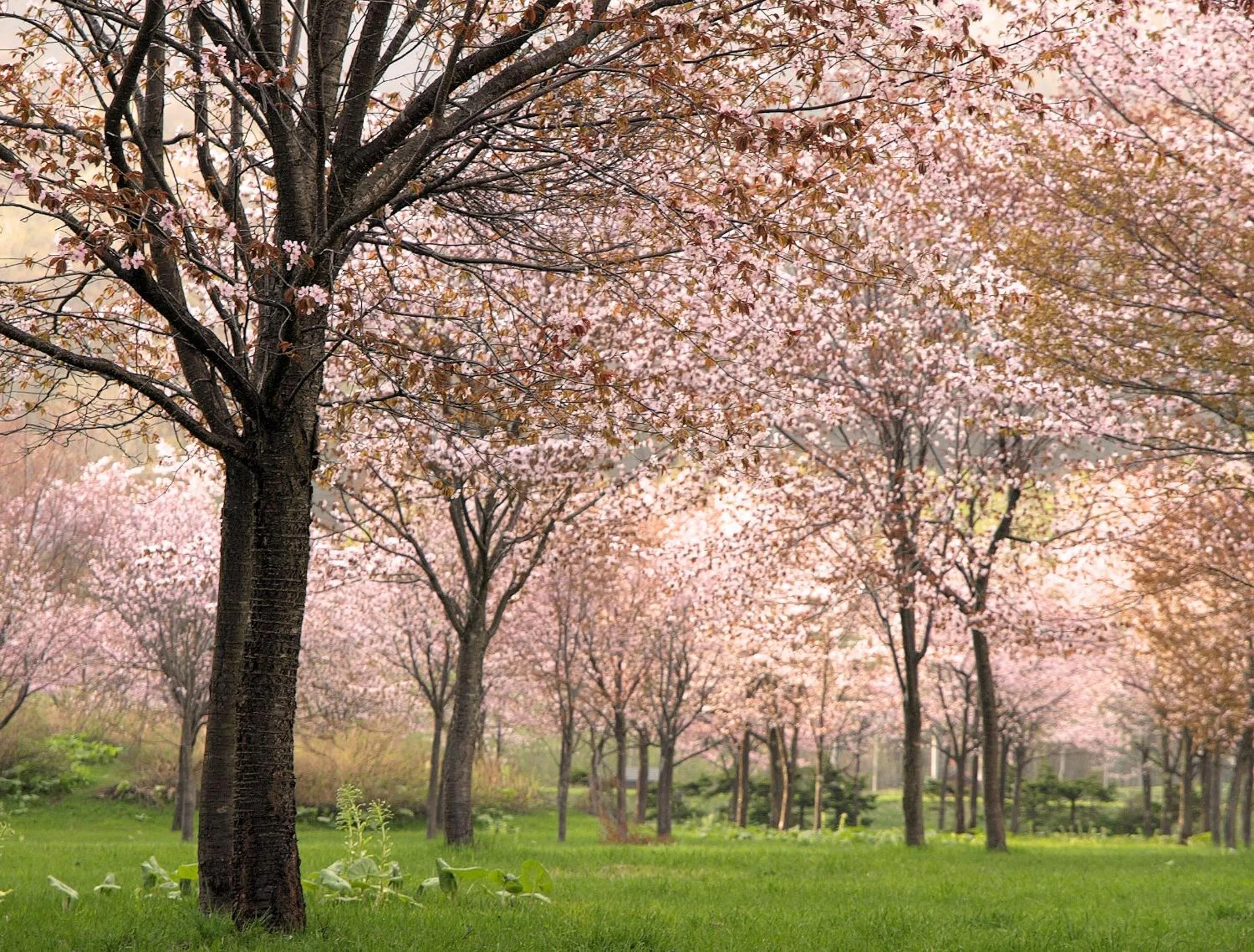 Spring in Log Hotel Larch Lake Kanayama