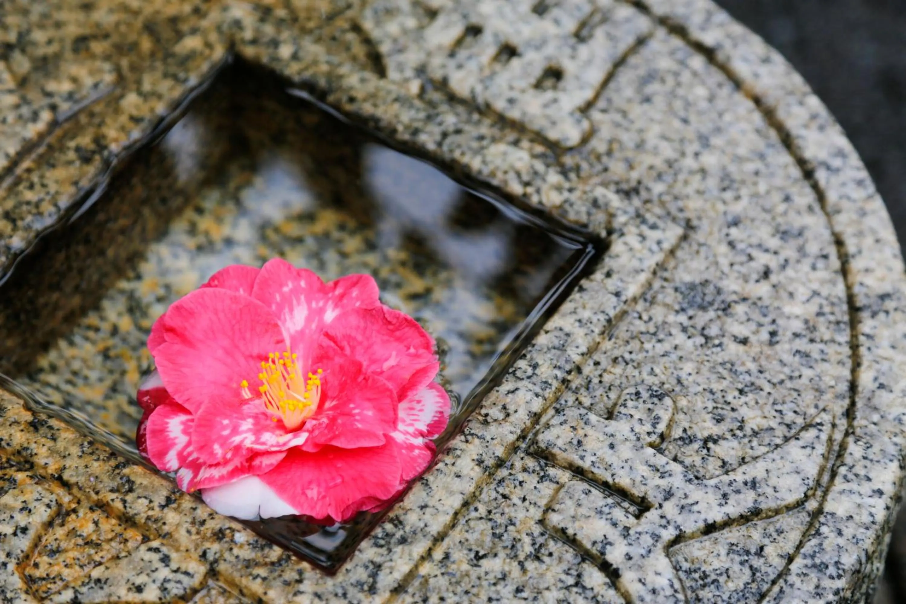城崎温泉 旅館 つばき乃 - Kinosaki Onsen Ryokan Tsubakino