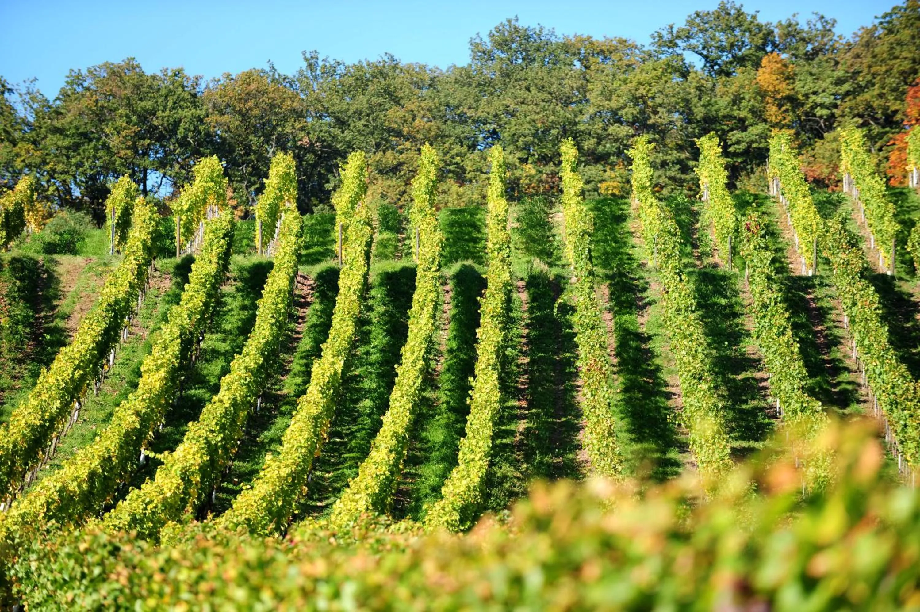 Hiking in Heitlinger Hof
