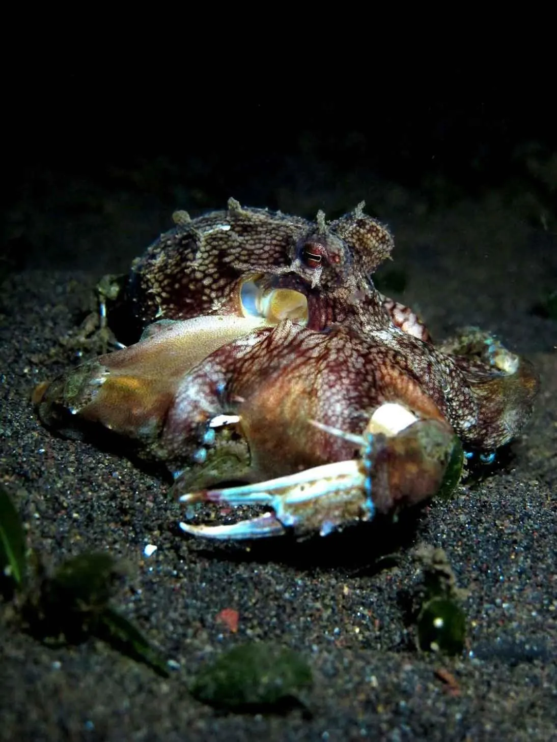 Diving in Bali Diversity Dive Resort