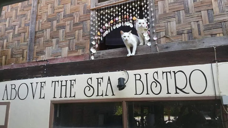 Pets in Above The Sea Maesariang
