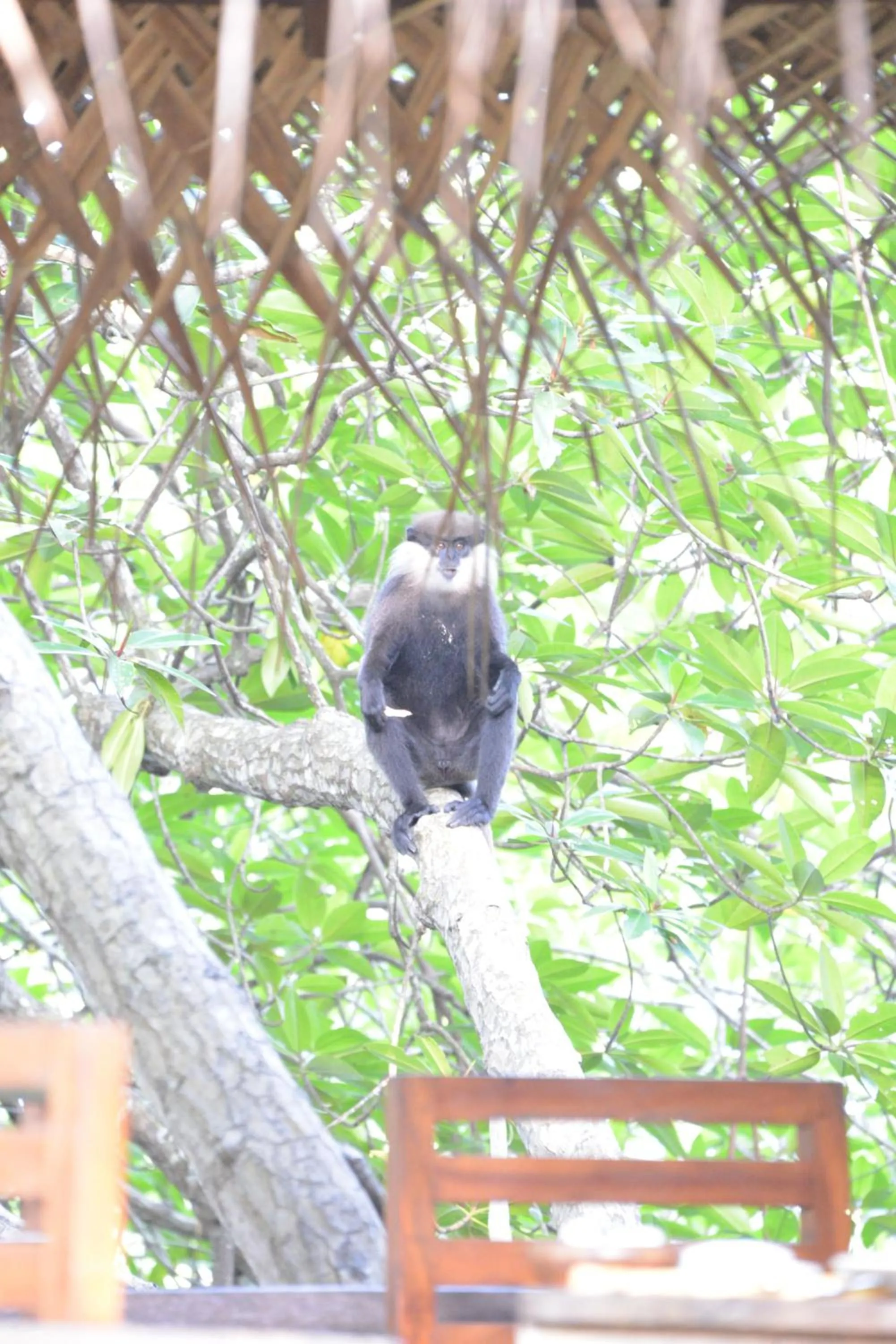 Animals, Other Animals in Lucas