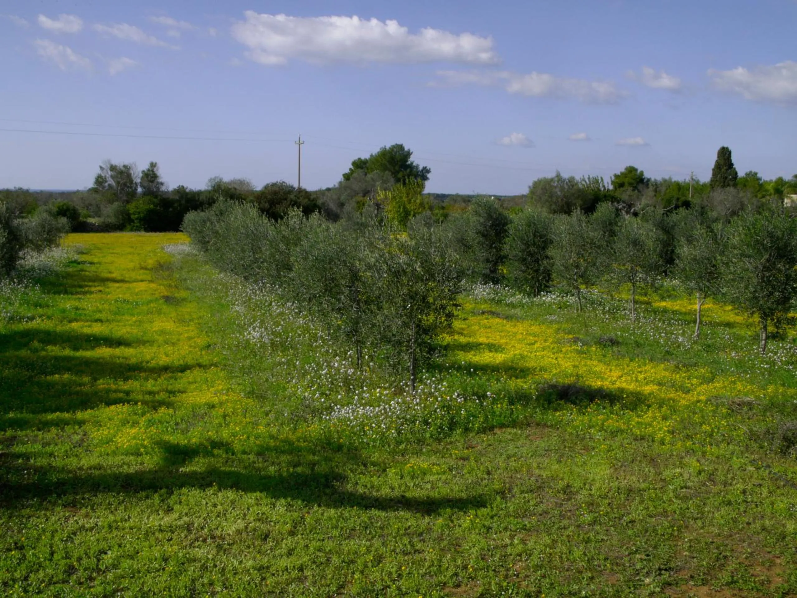 Natural landscape in Masseria Agriturismo Faresalento