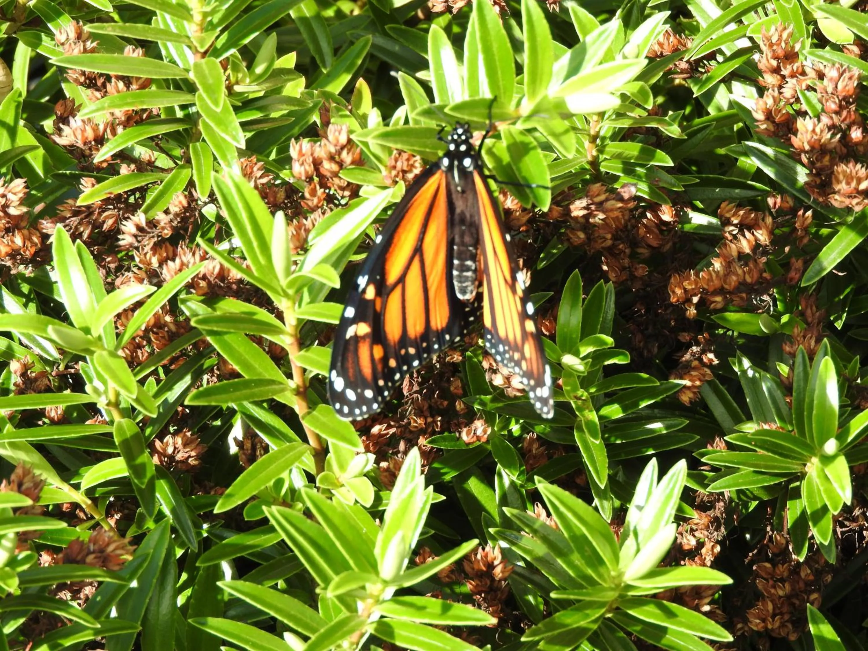 Spring in A'Abode Motor Lodge