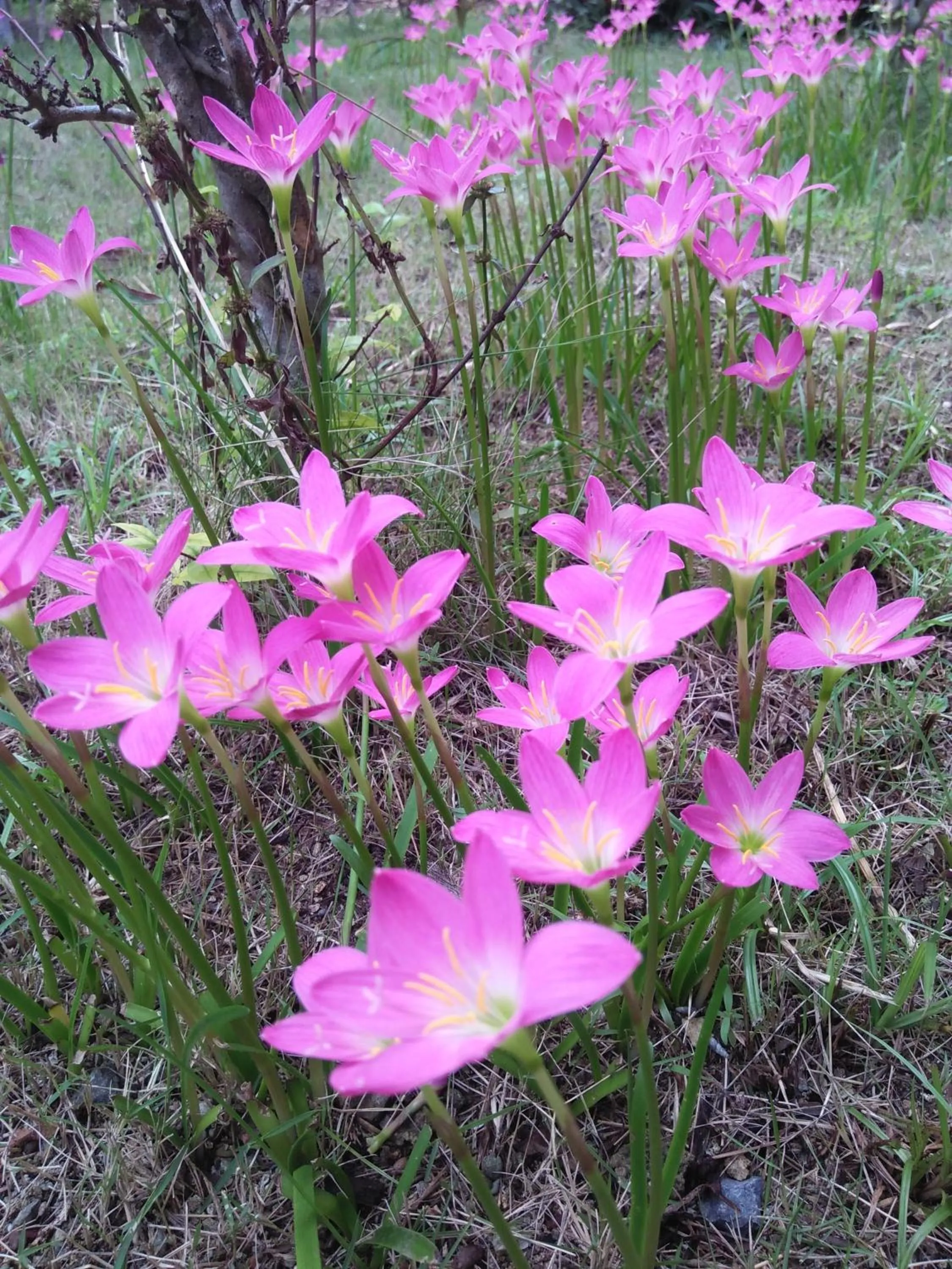 Natural landscape in Happy Days Resort