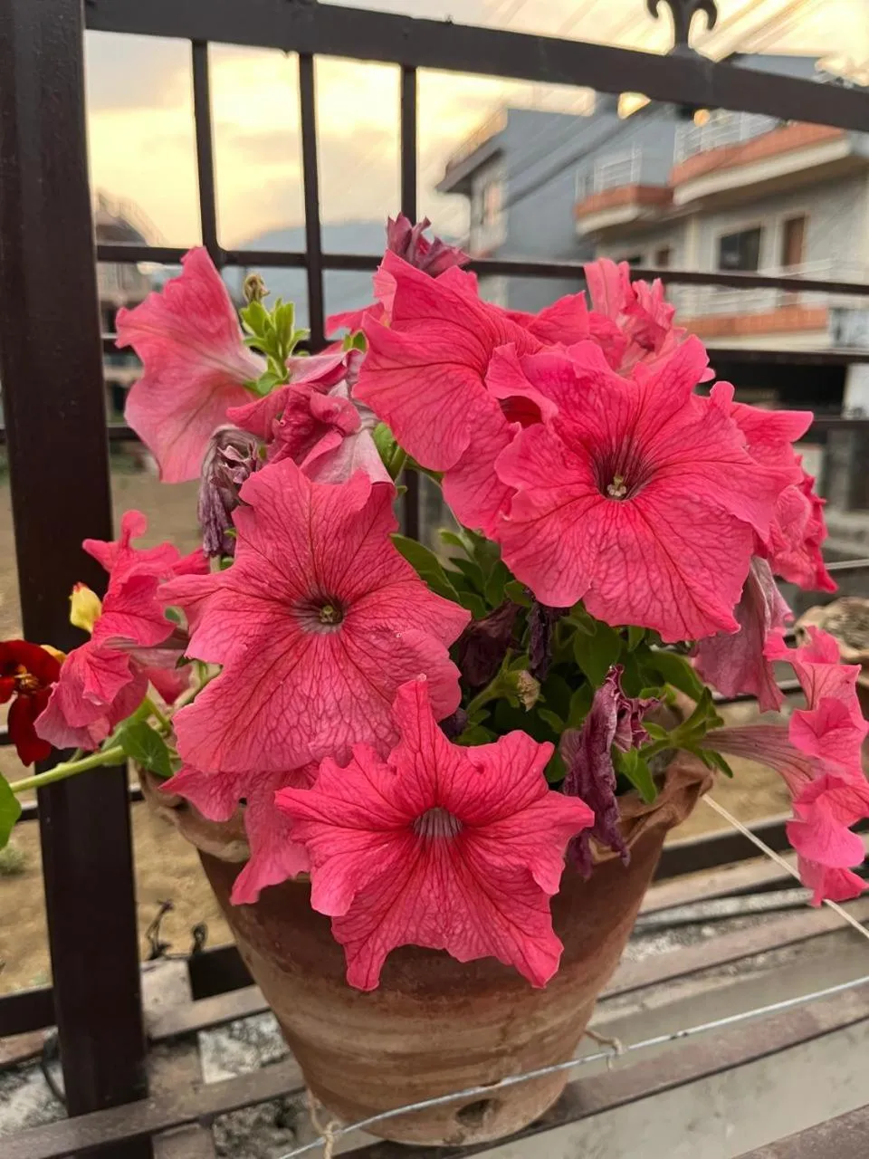Garden in Shekhar's Place