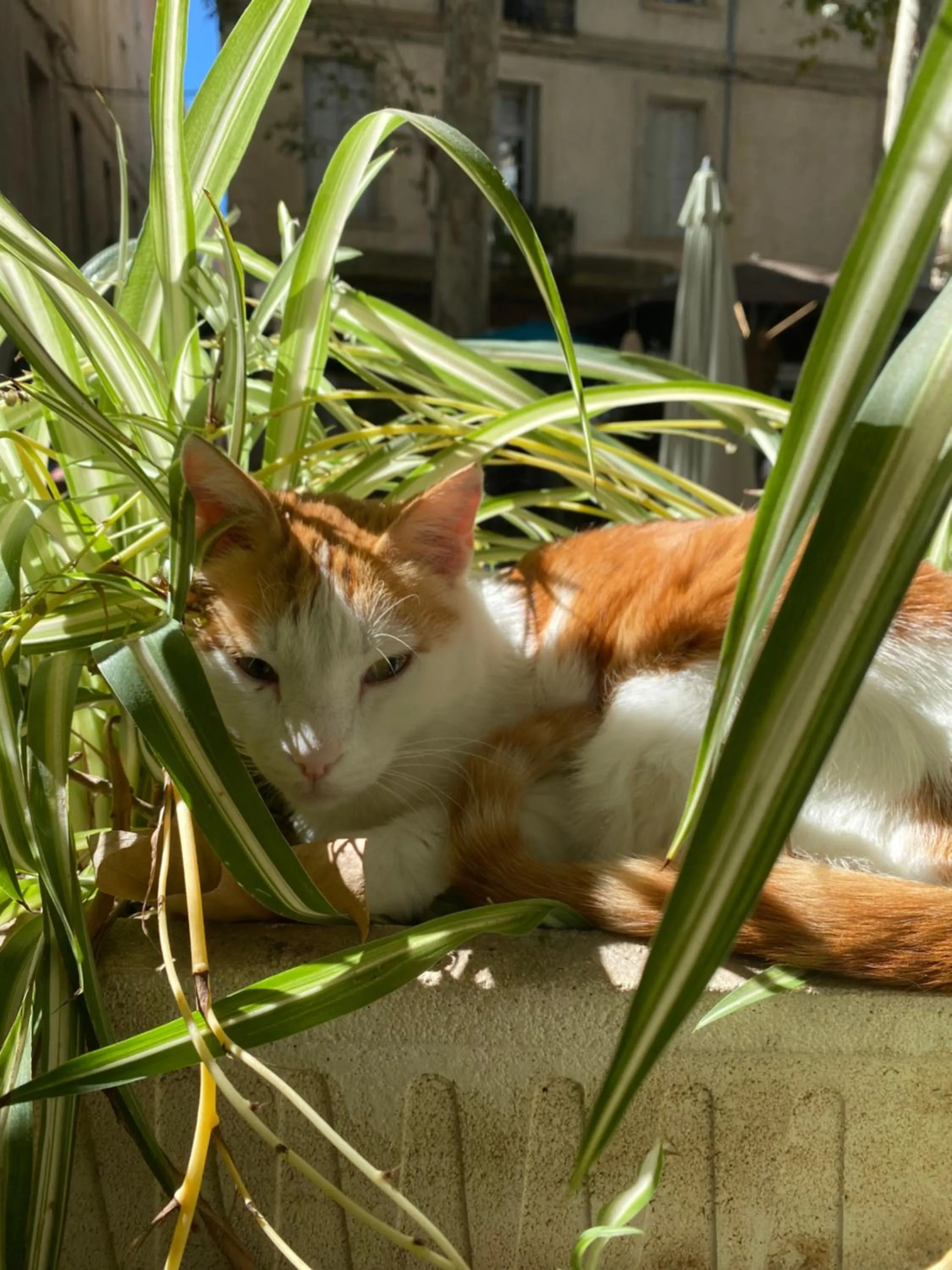 Pets in Hotel du Palais