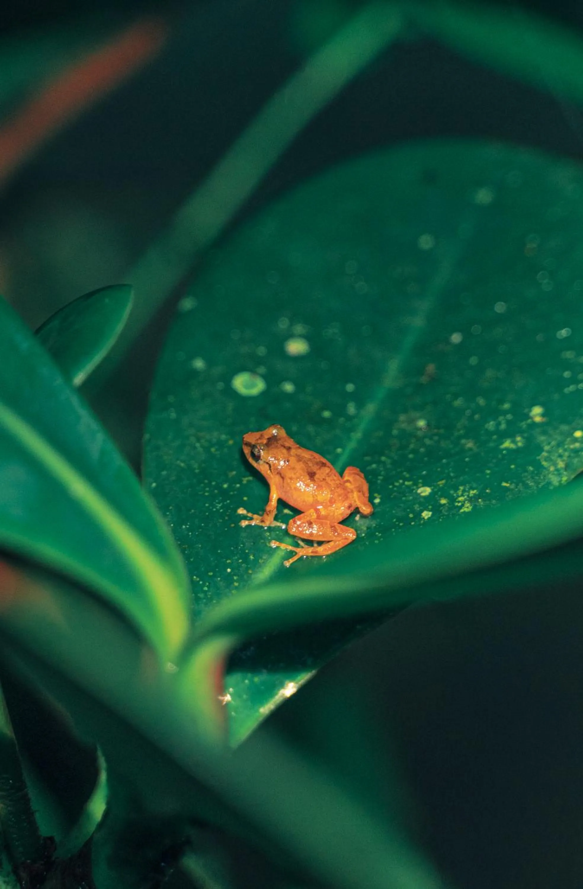 Animals in Infiniti Hotel