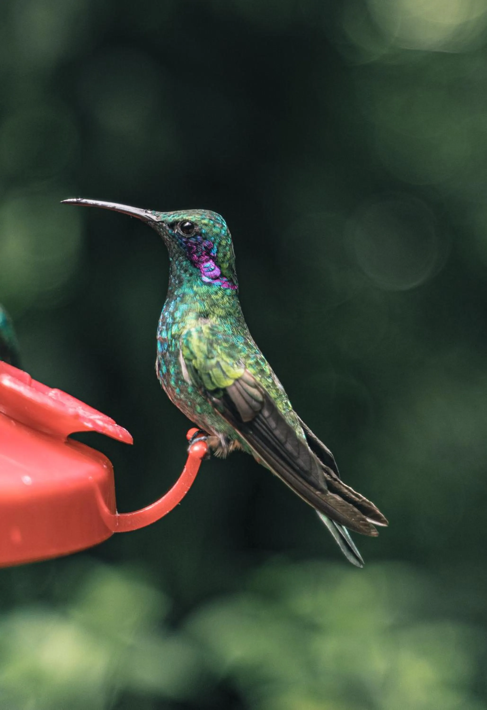 Animals in Infiniti Hotel
