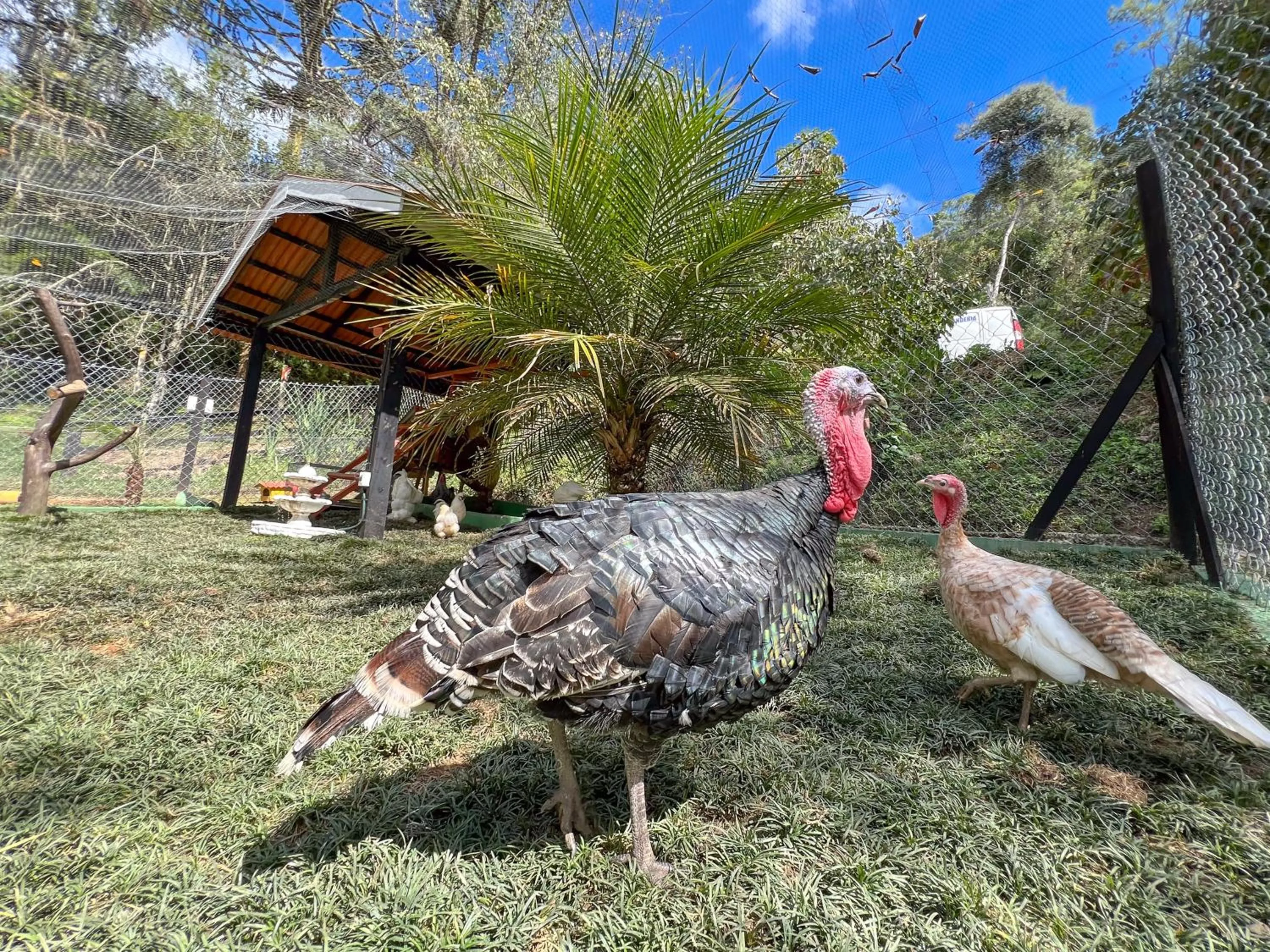 Animals in Hotel Fazenda Golden Park Campos do Jordão