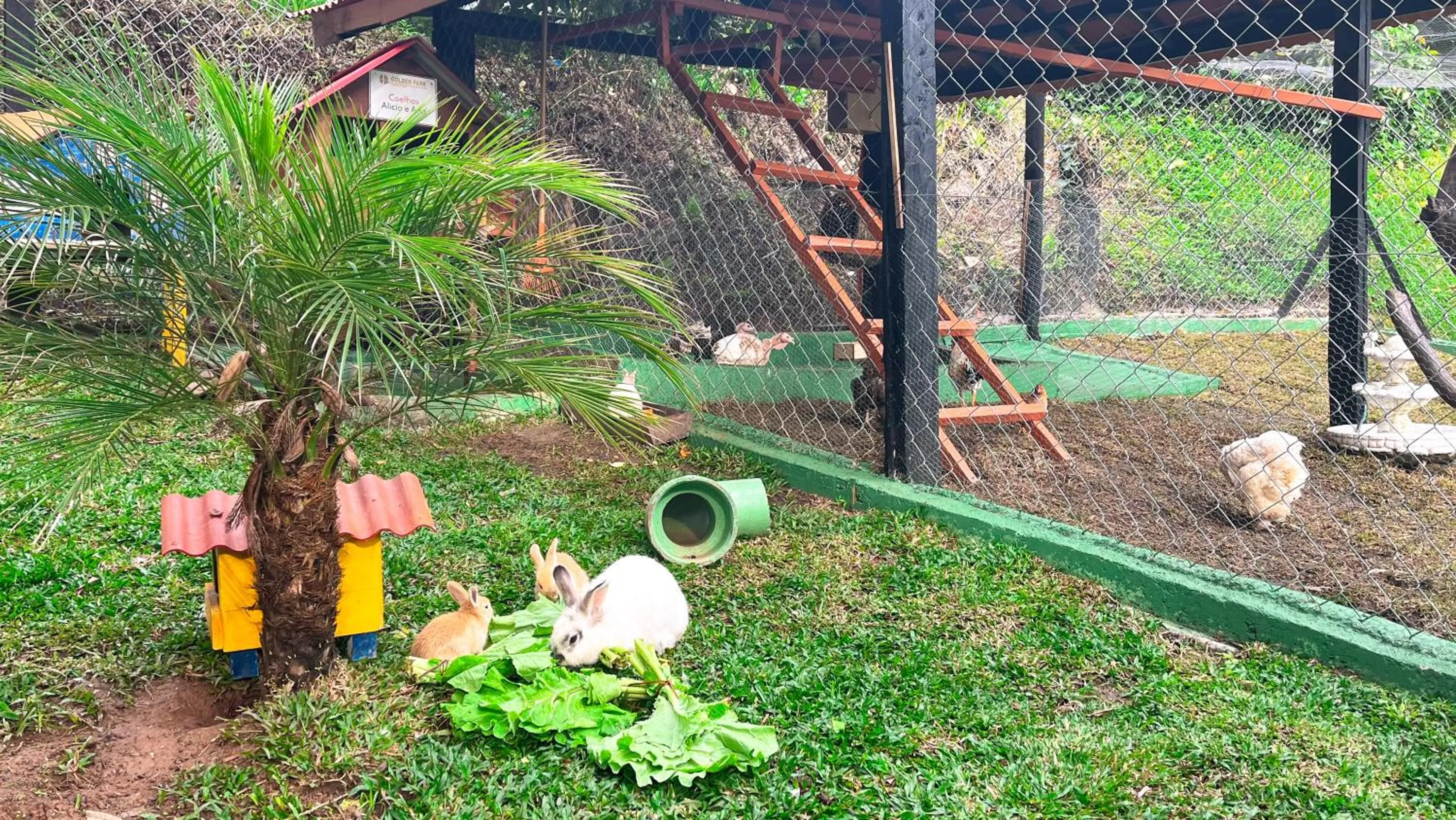 Animals in Hotel Fazenda Golden Park Campos do Jordão