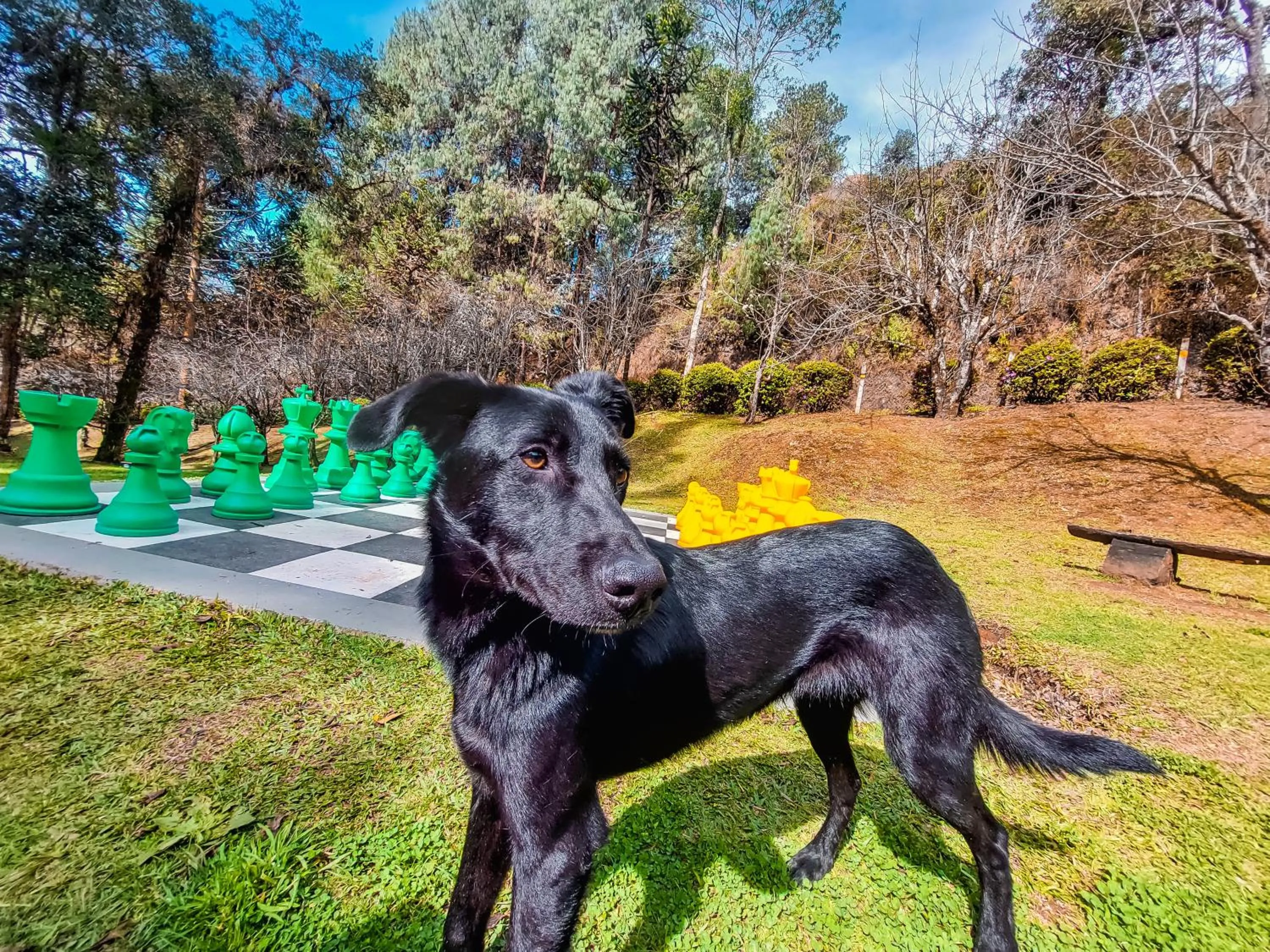Pets in Hotel Fazenda Golden Park Campos do Jordão