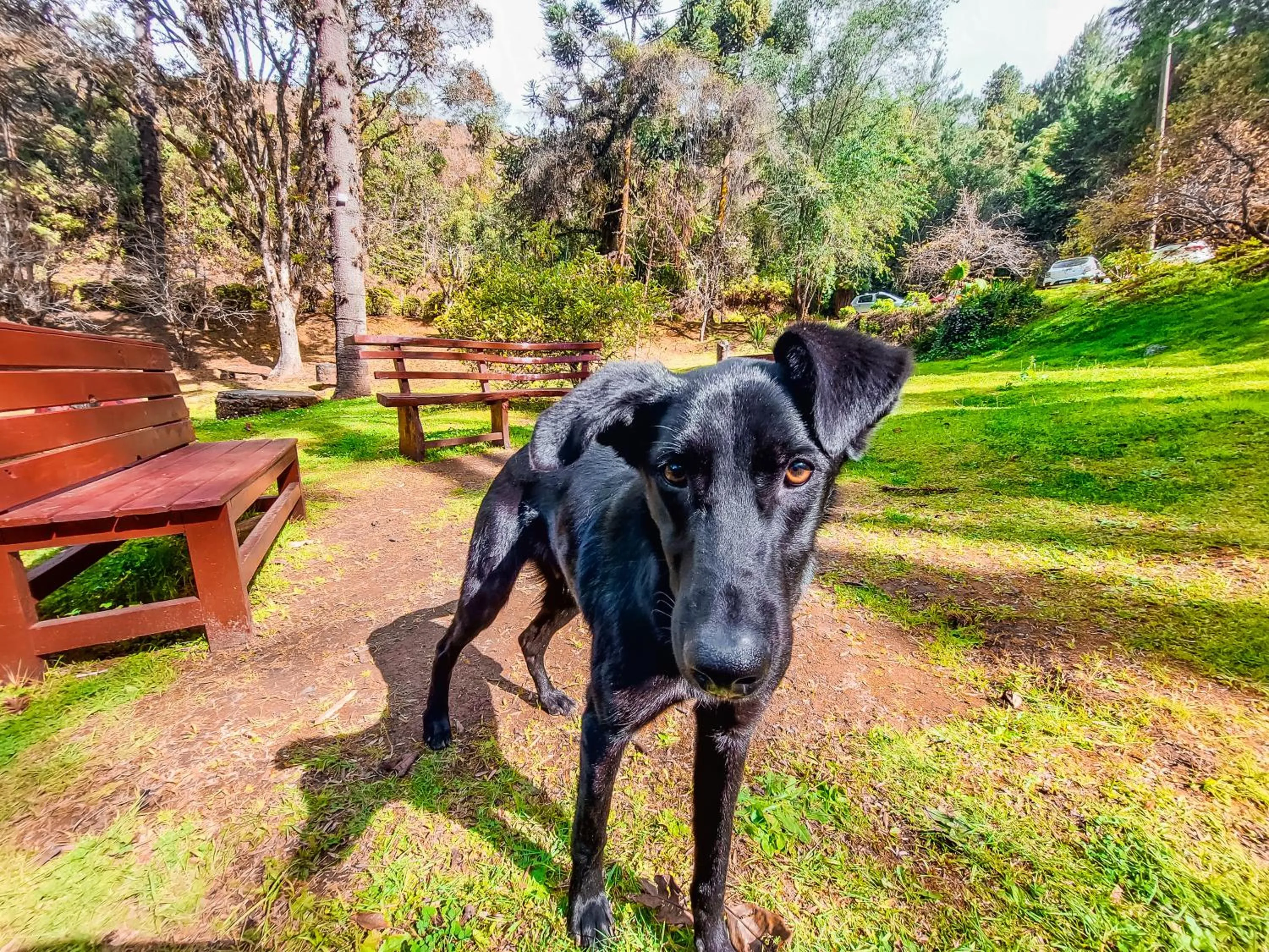 Pets in Hotel Fazenda Golden Park Campos do Jordão