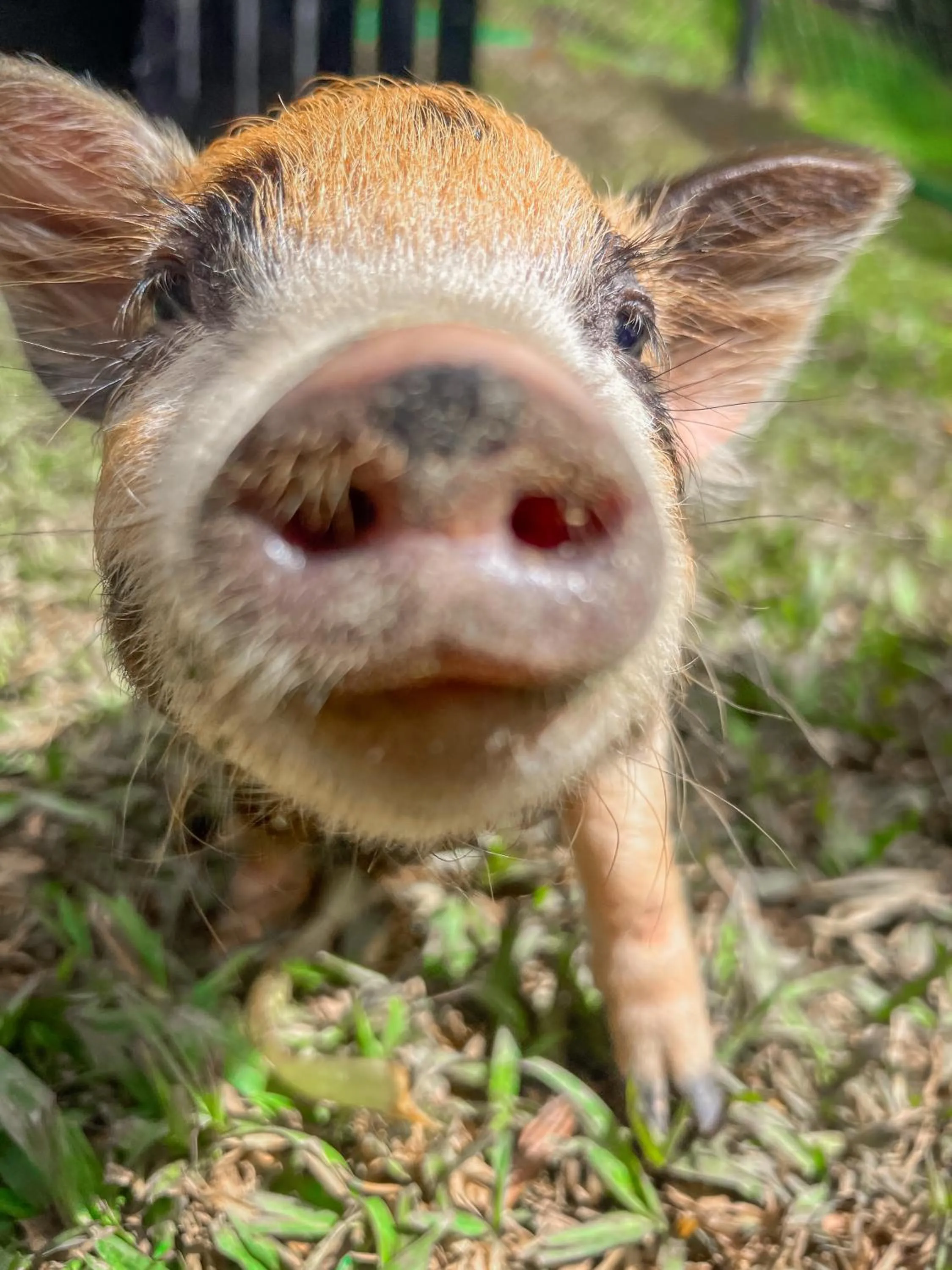 Animals in Hotel Fazenda Golden Park Campos do Jordão