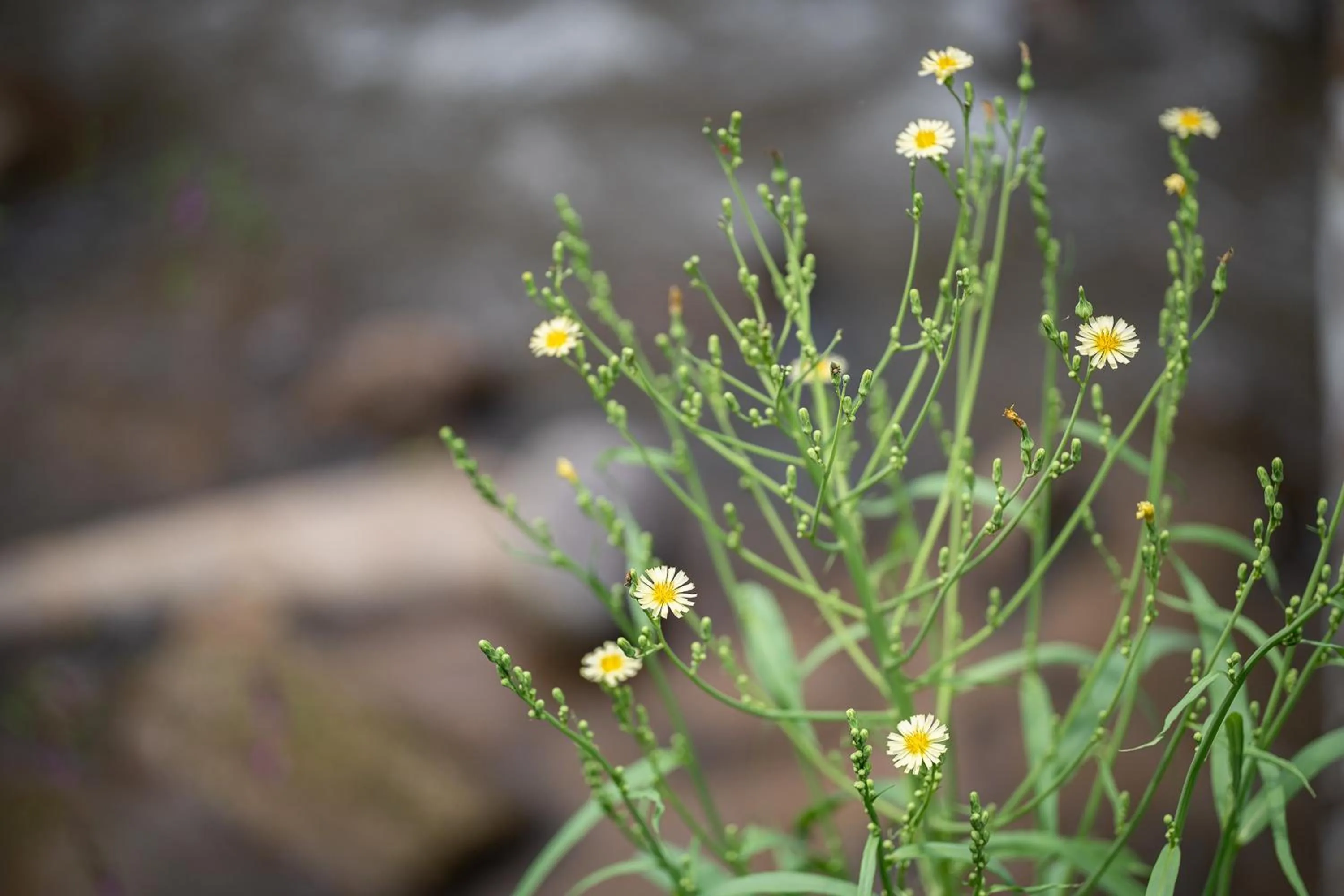 Natural landscape in Inthada At Mae Kampong