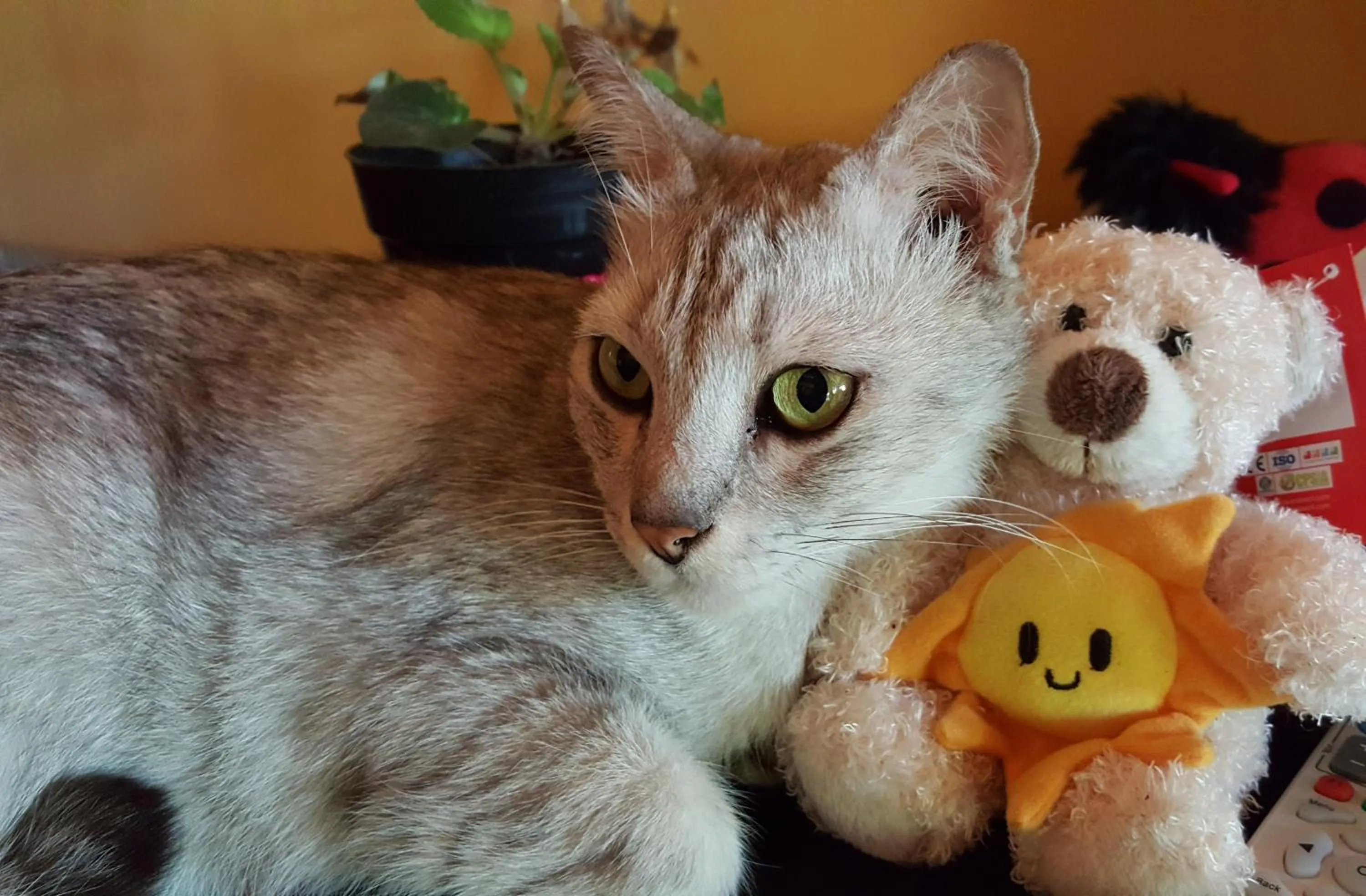 Pets in Villa Lumbalumba