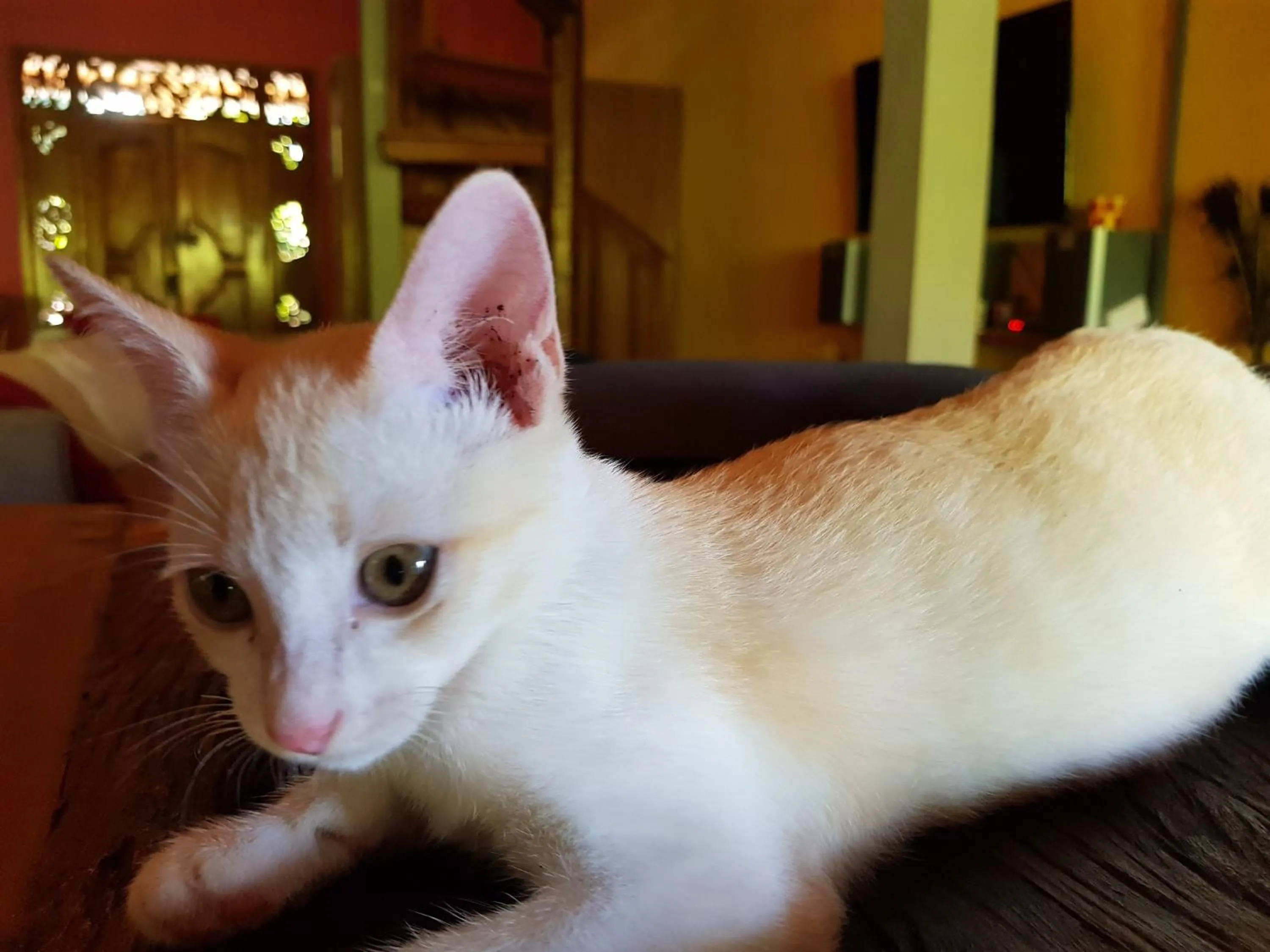 Animals in Villa Lumbalumba