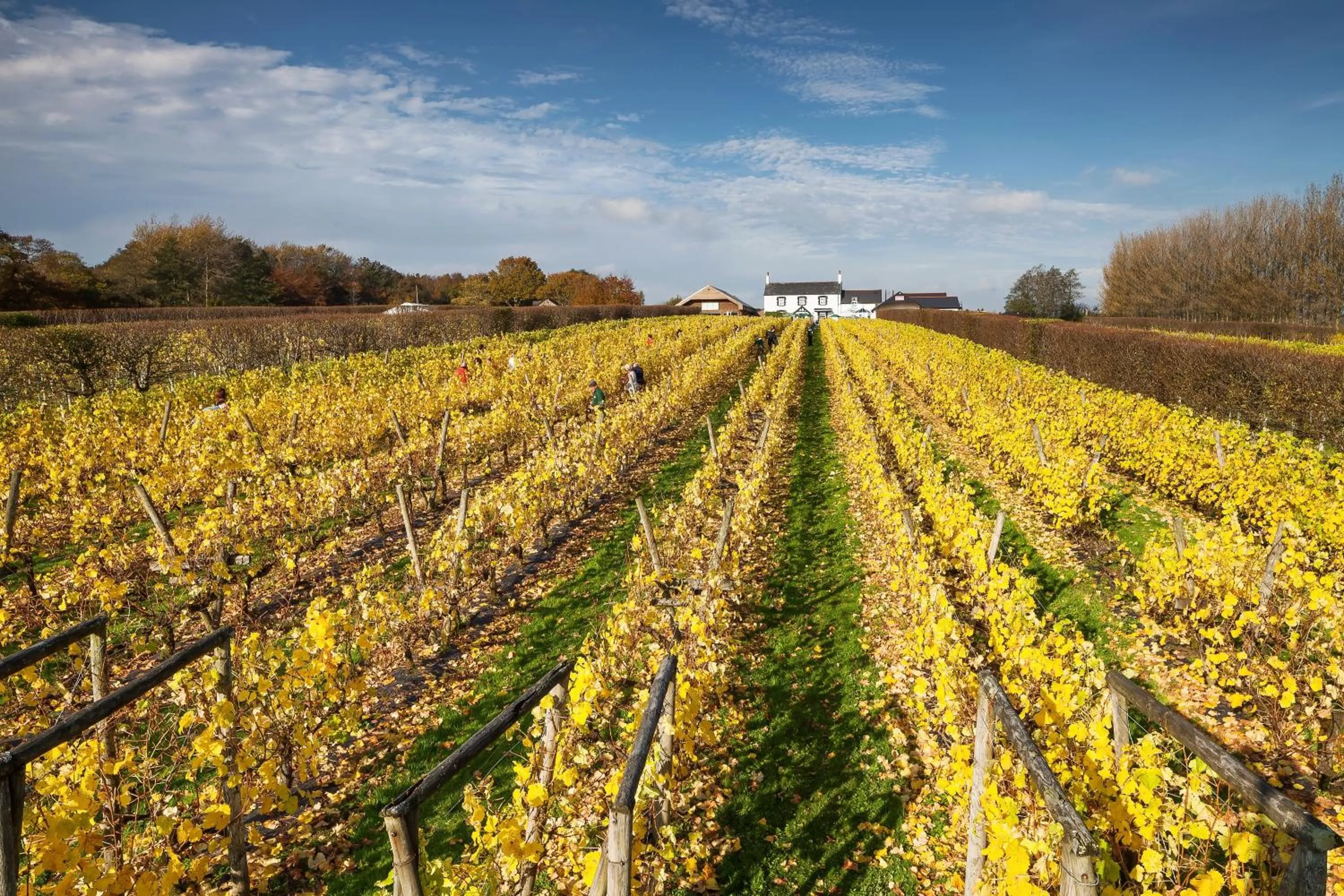 Garden in Llanerch Vineyard Hotel