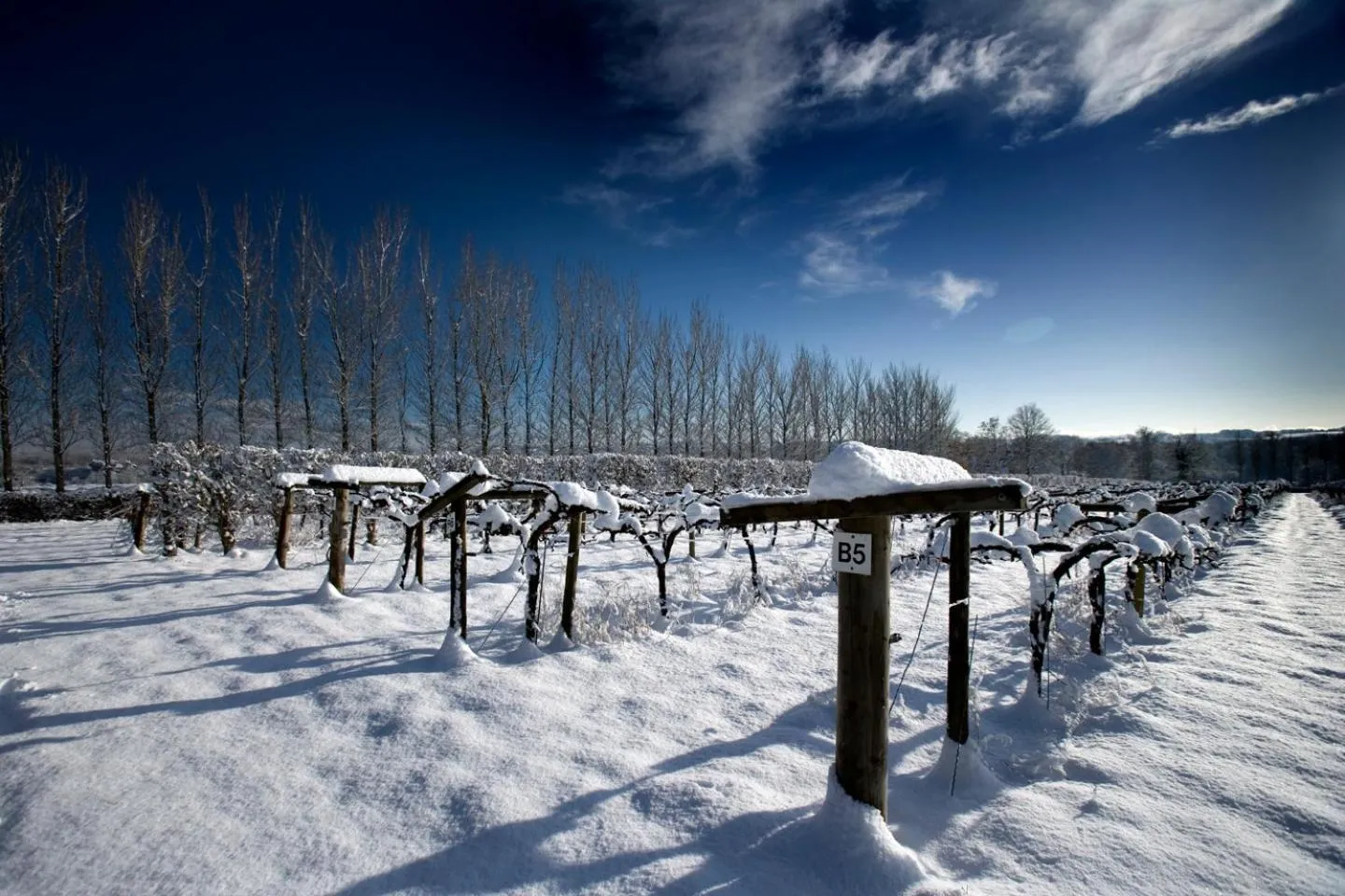Natural landscape in Llanerch Vineyard Hotel