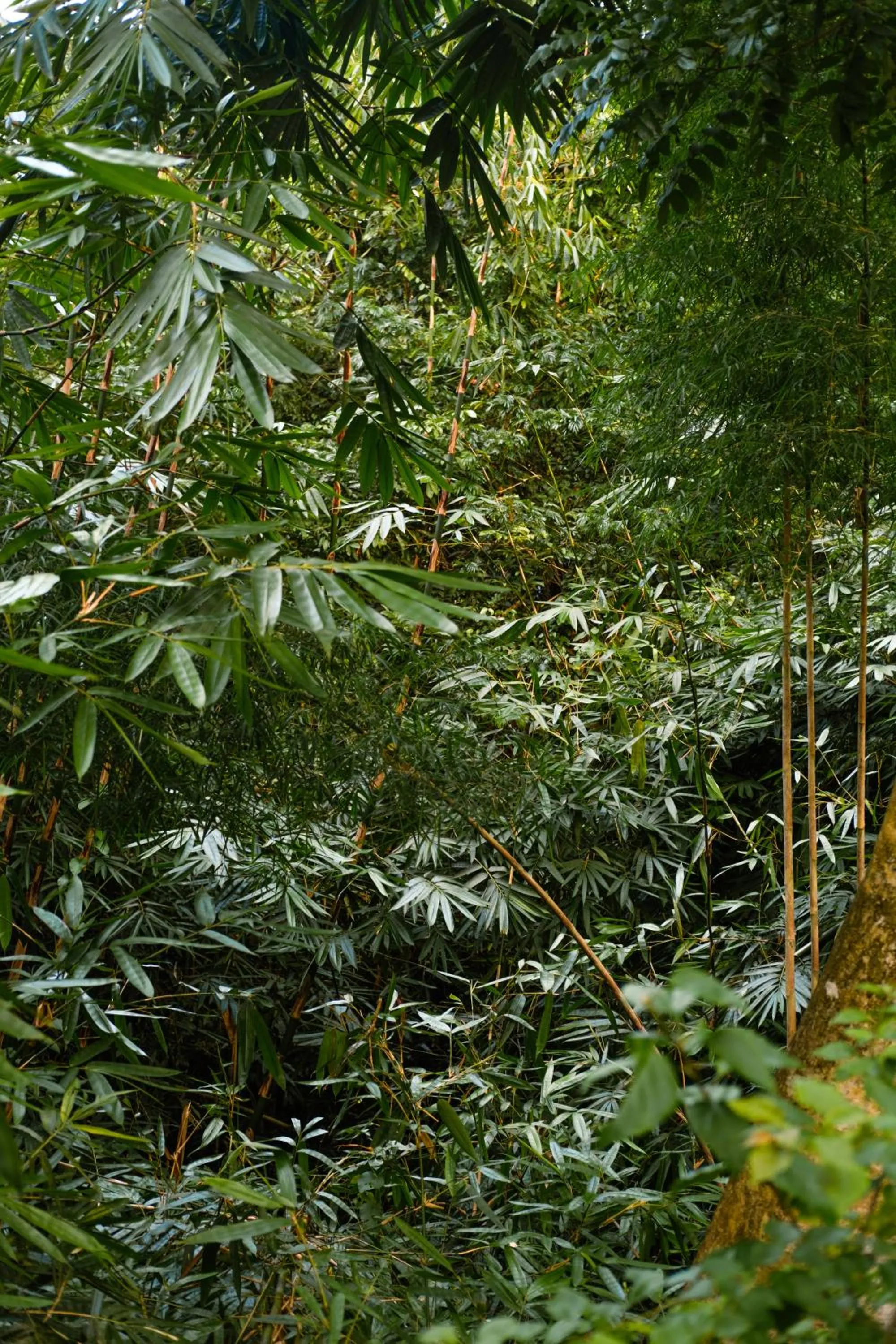 Spring in BeingSattvaa Luxury Ubud