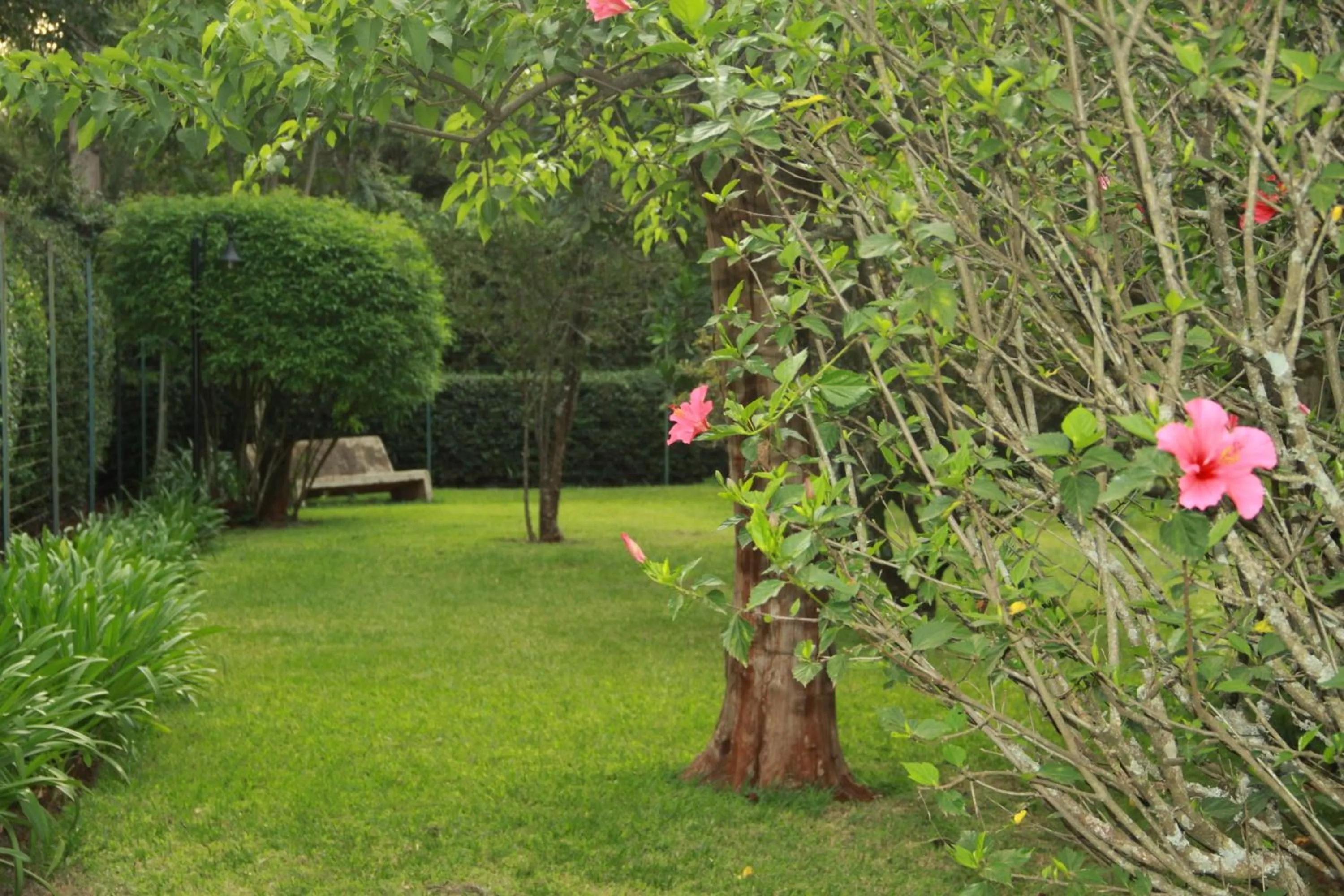 Garden in House of Waine