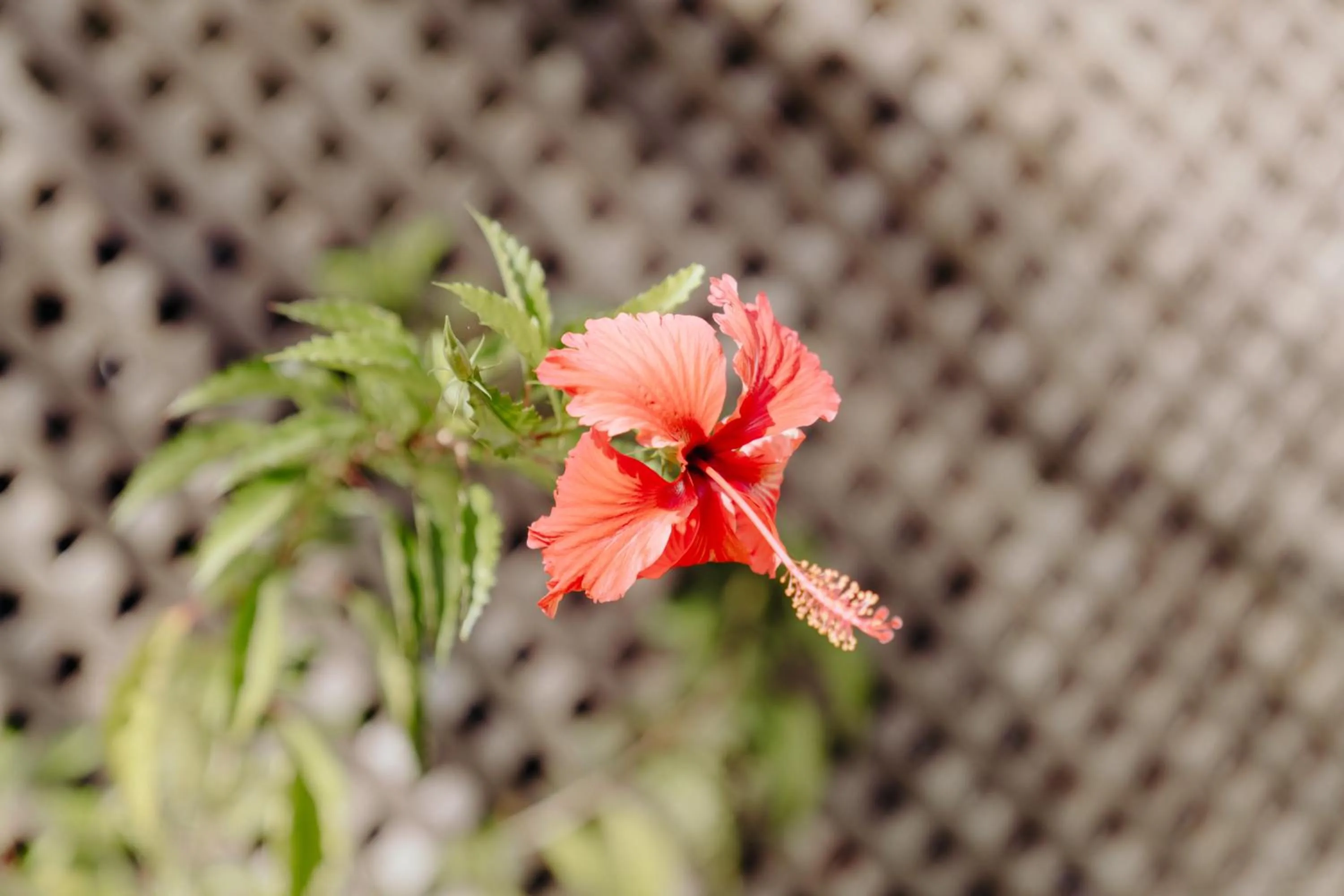 Pousada Brisa Del Mar