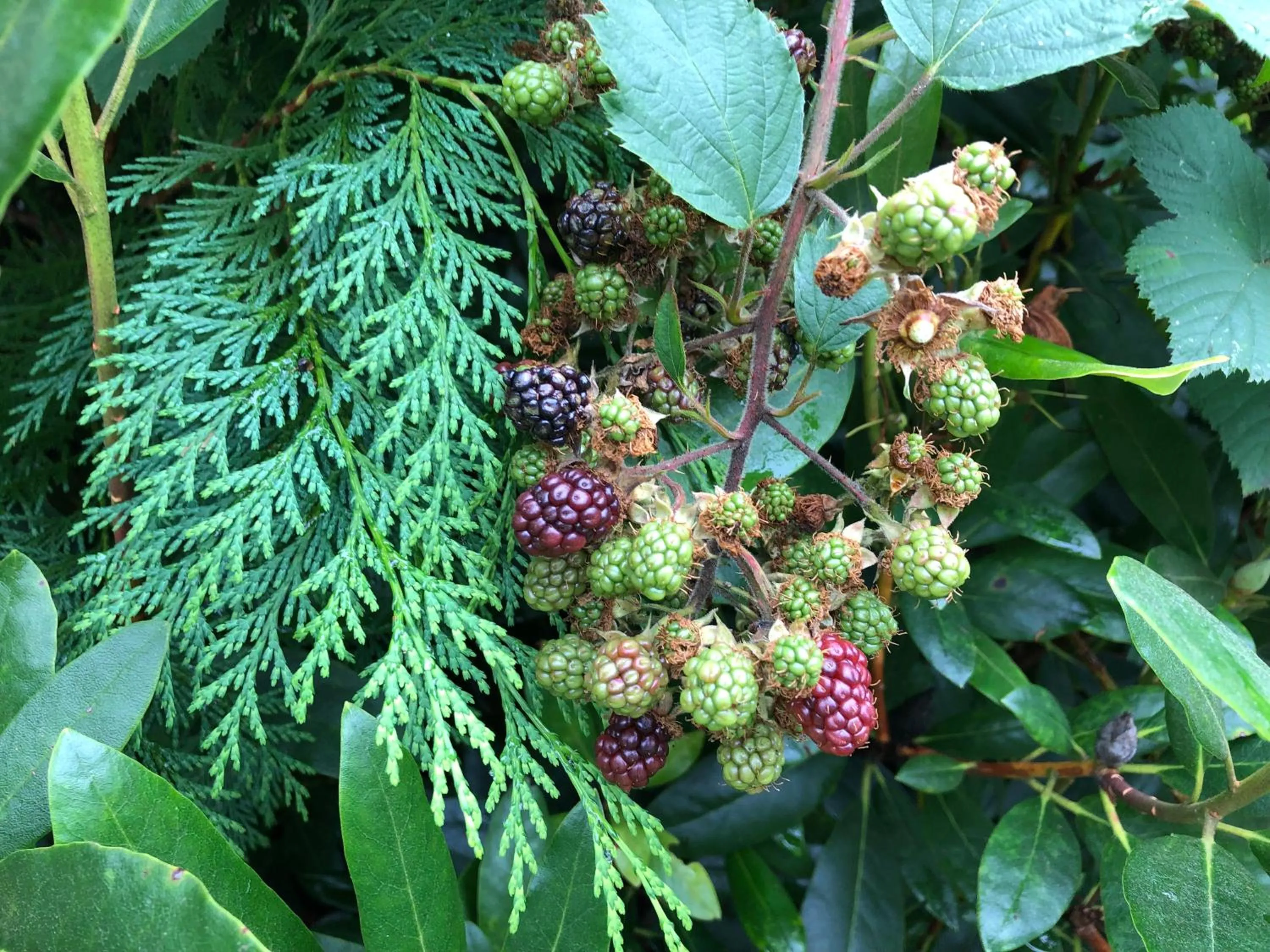 Garden in Wellwood Manor