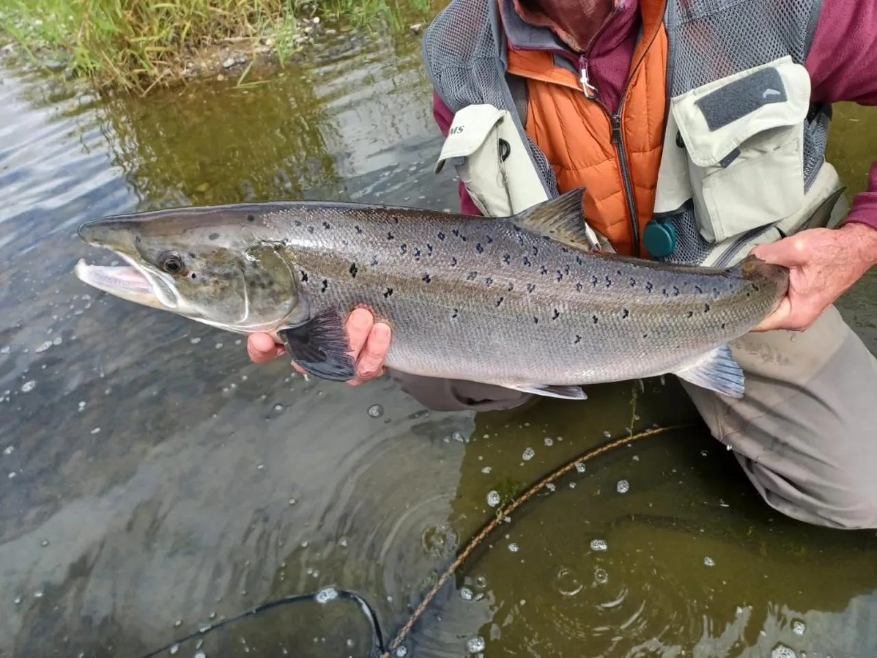 Animals in The Masons Arms