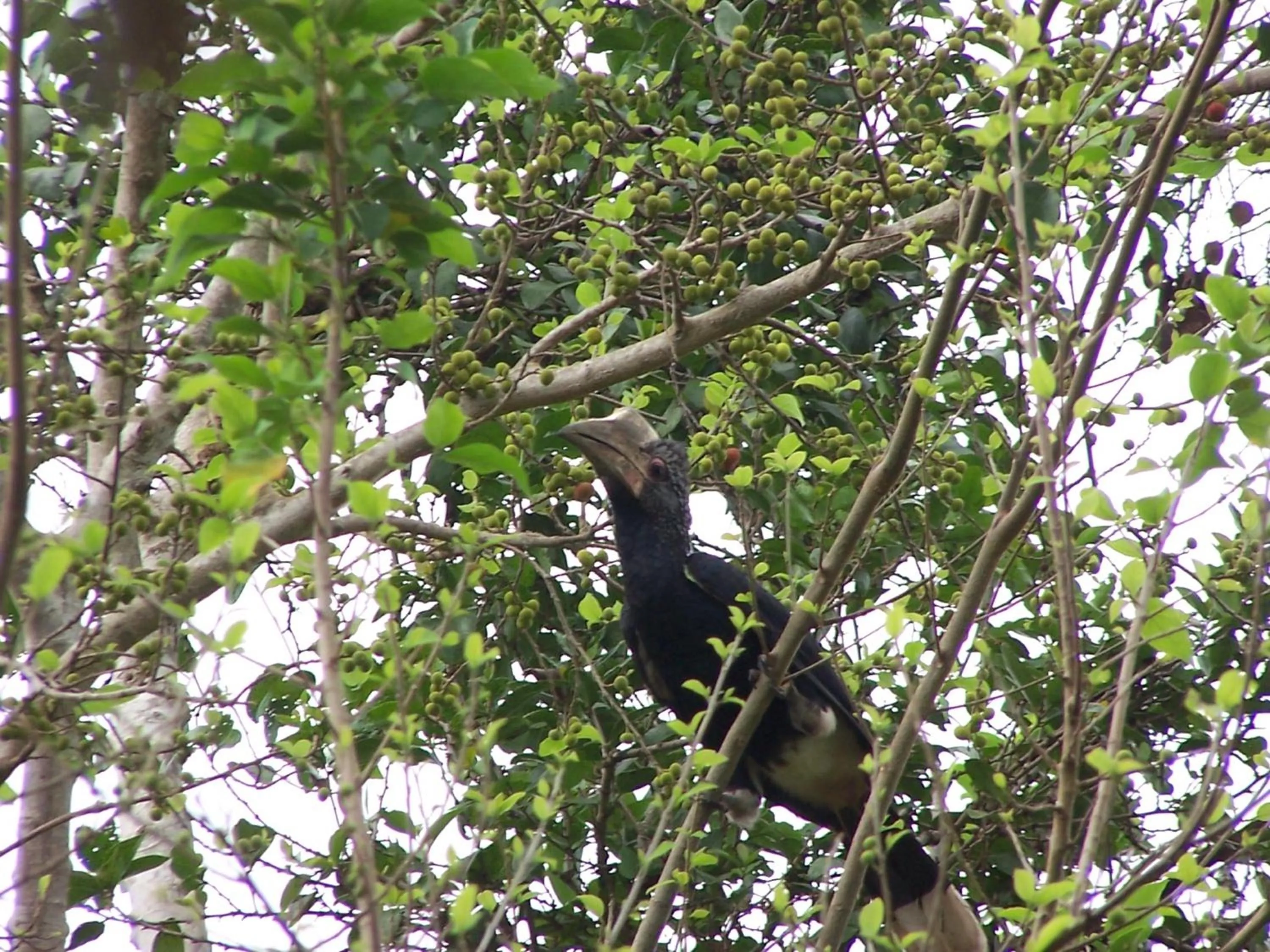 Off site in Pinewood Beach Resort and Spa