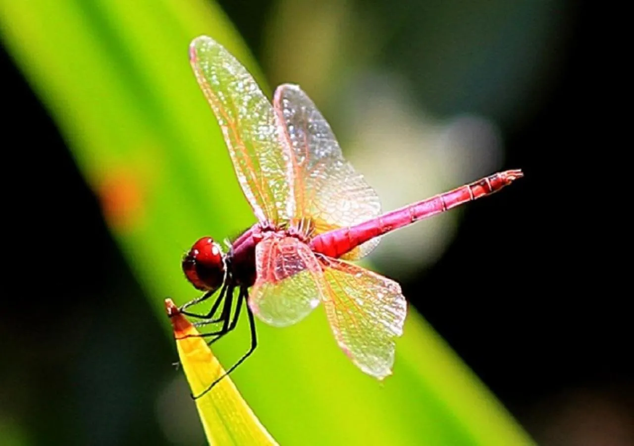 View (from property/room) in Pinewood Beach Resort and Spa