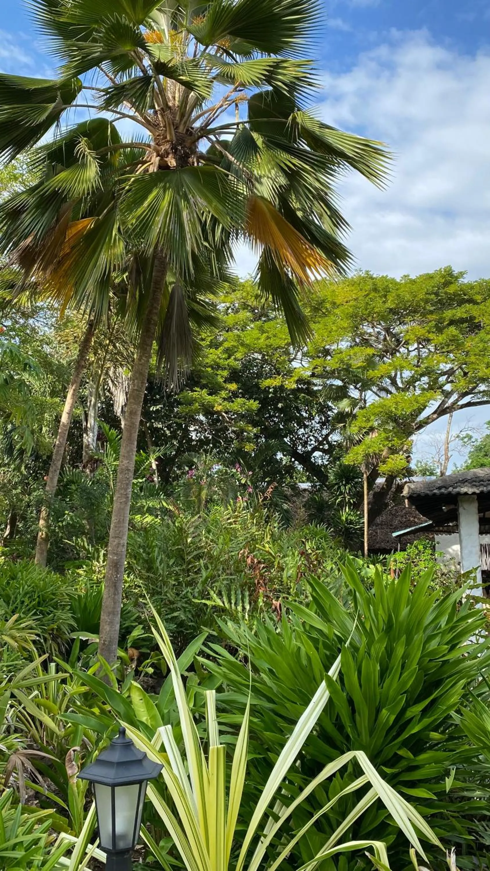 Natural landscape in Pinewood Beach Resort and Spa