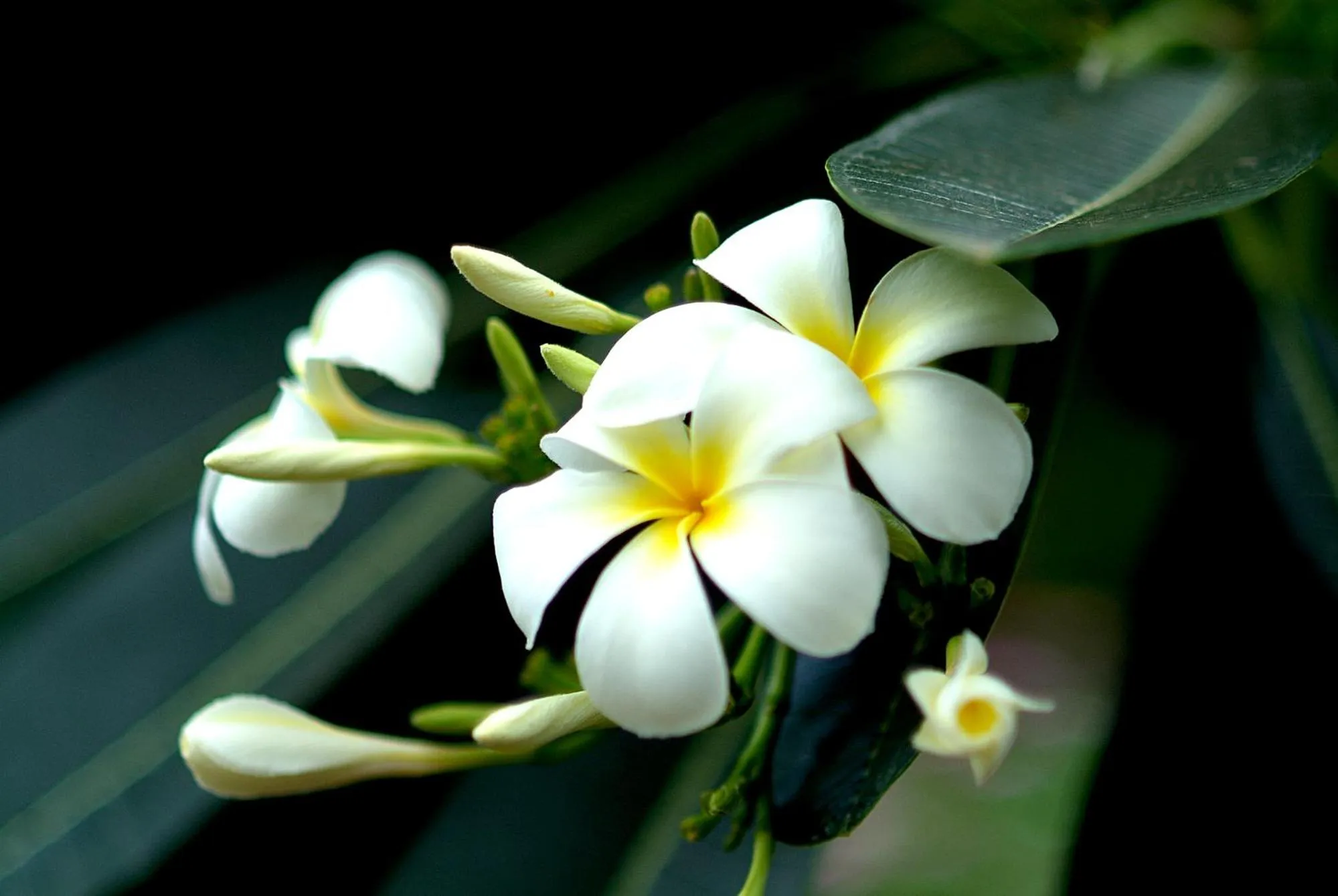Garden in Pinewood Beach Resort and Spa