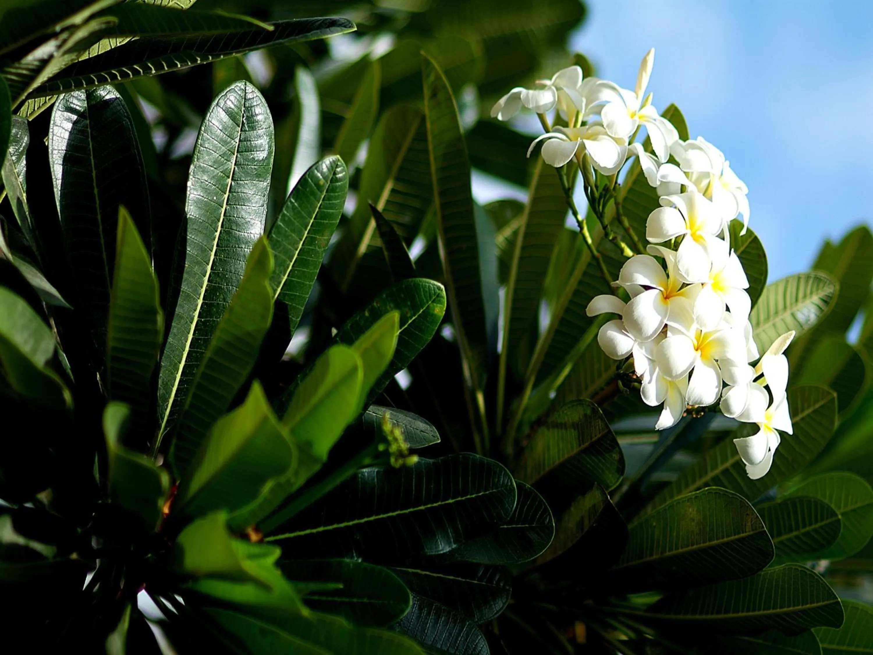 Garden in Pinewood Beach Resort and Spa