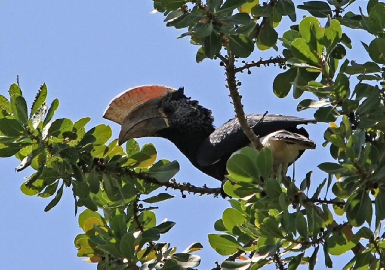 View (from property/room) in Pinewood Beach Resort and Spa