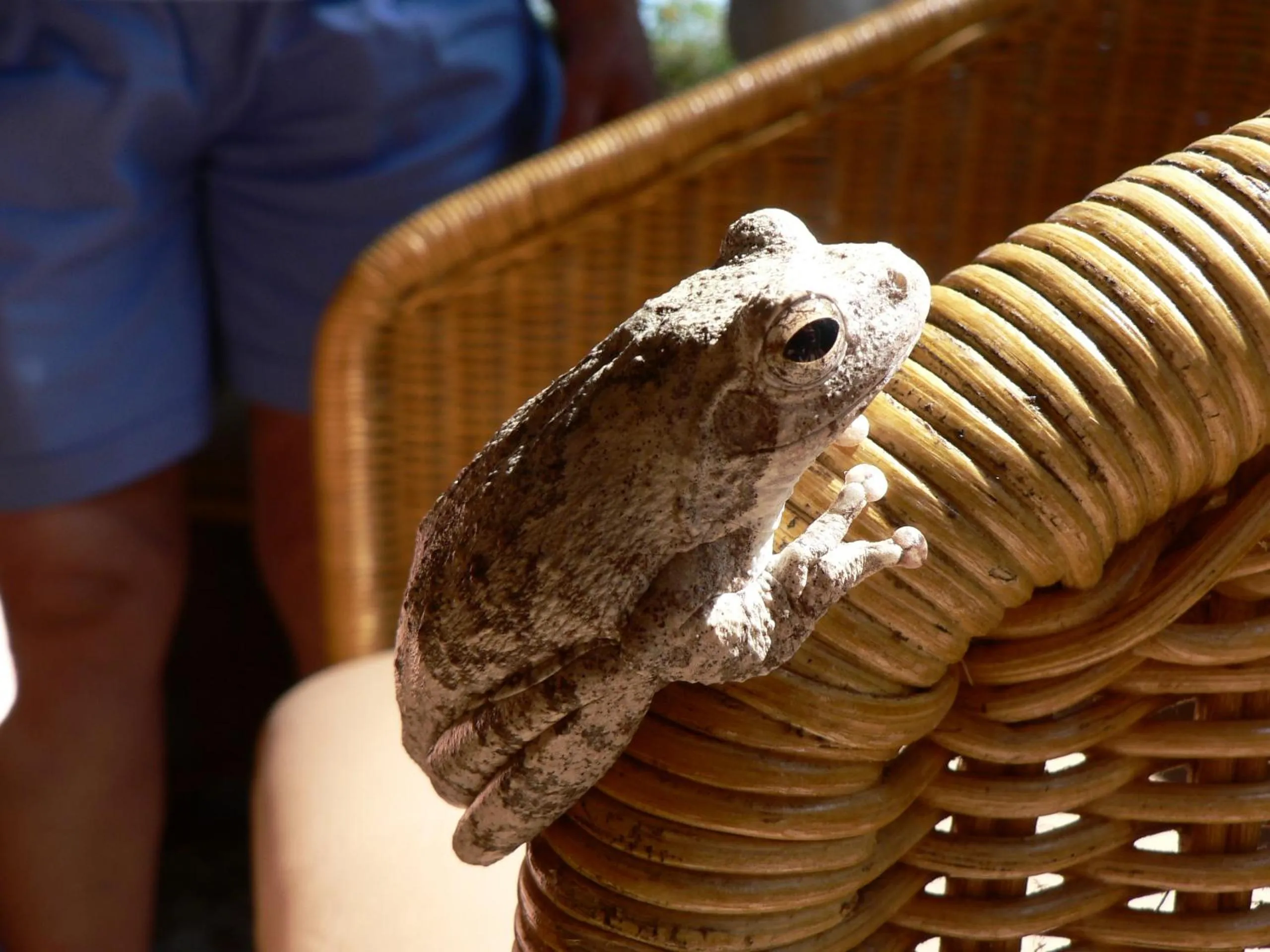 Animals in Pinewood Beach Resort and Spa