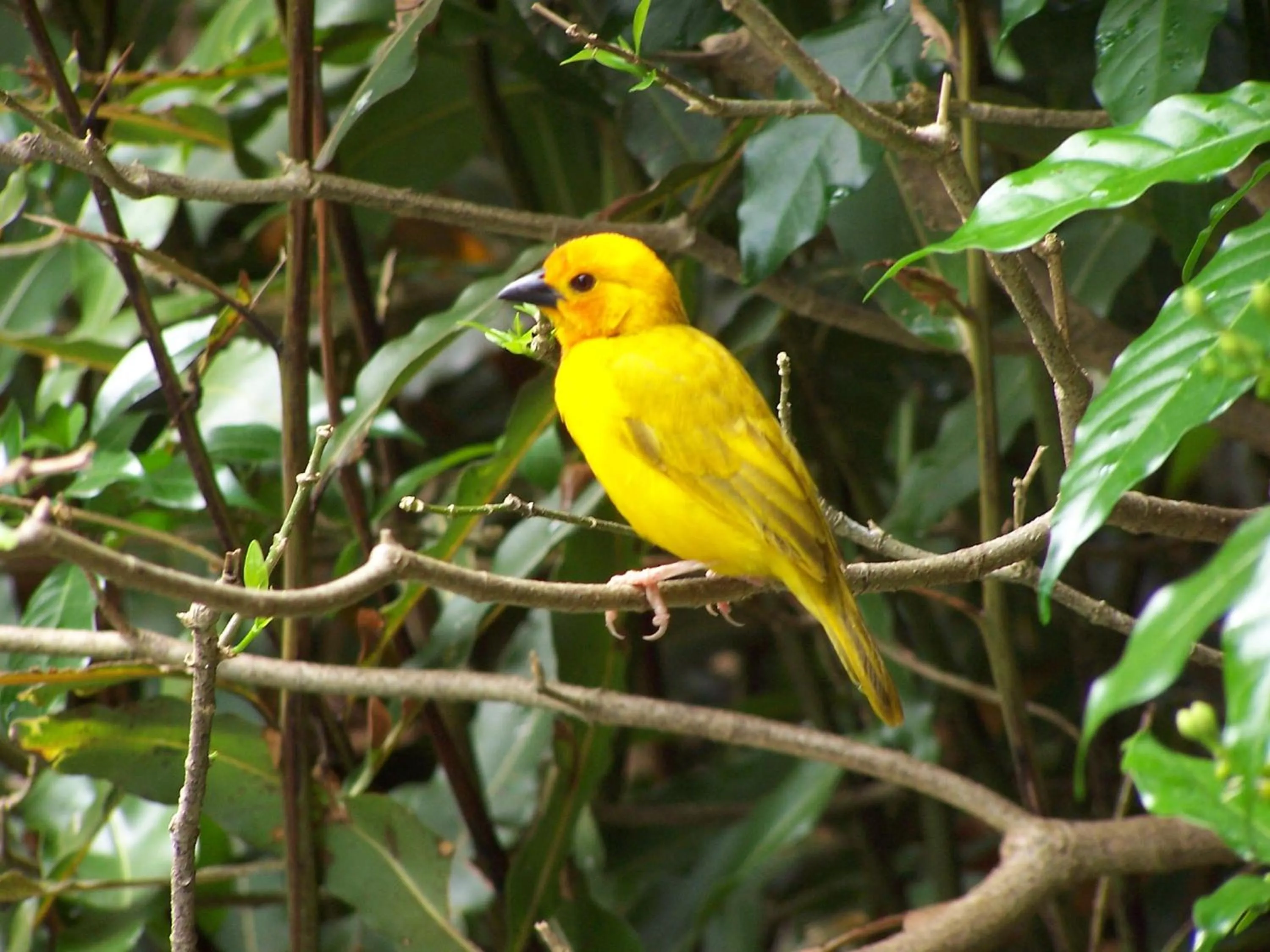 Animals in Pinewood Beach Resort and Spa