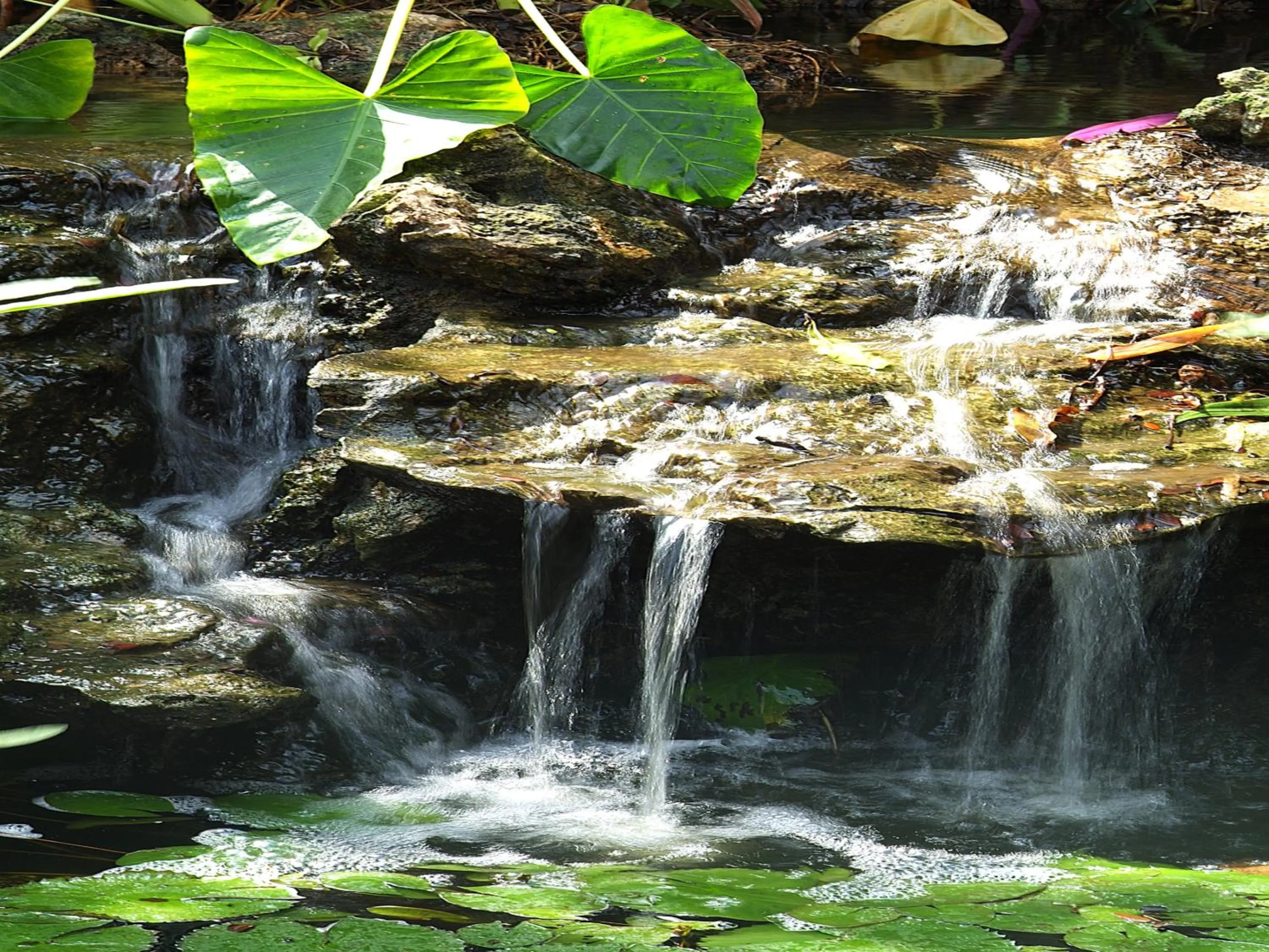 Natural landscape in Pinewood Beach Resort and Spa