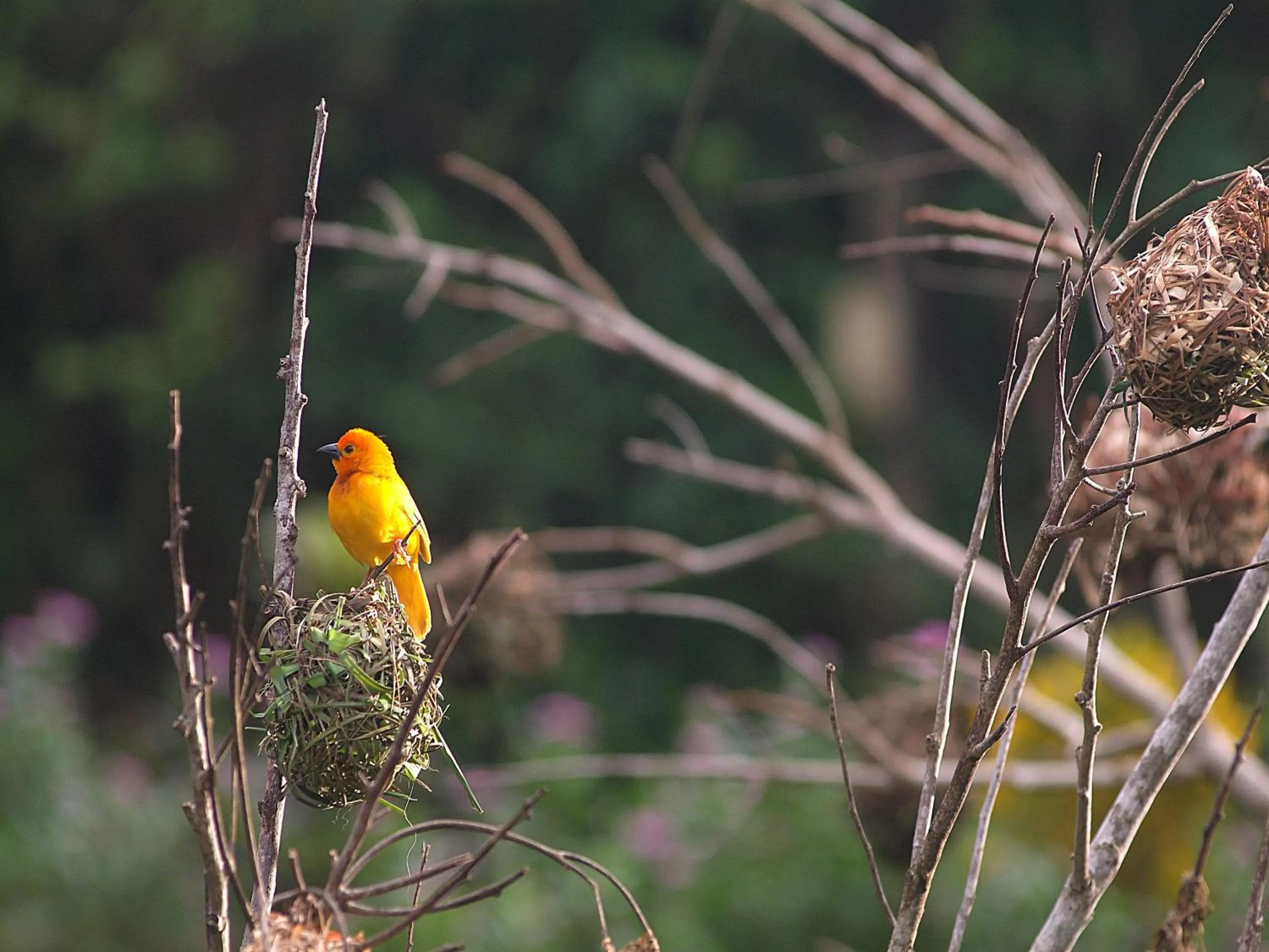 Animals in Pinewood Beach Resort and Spa