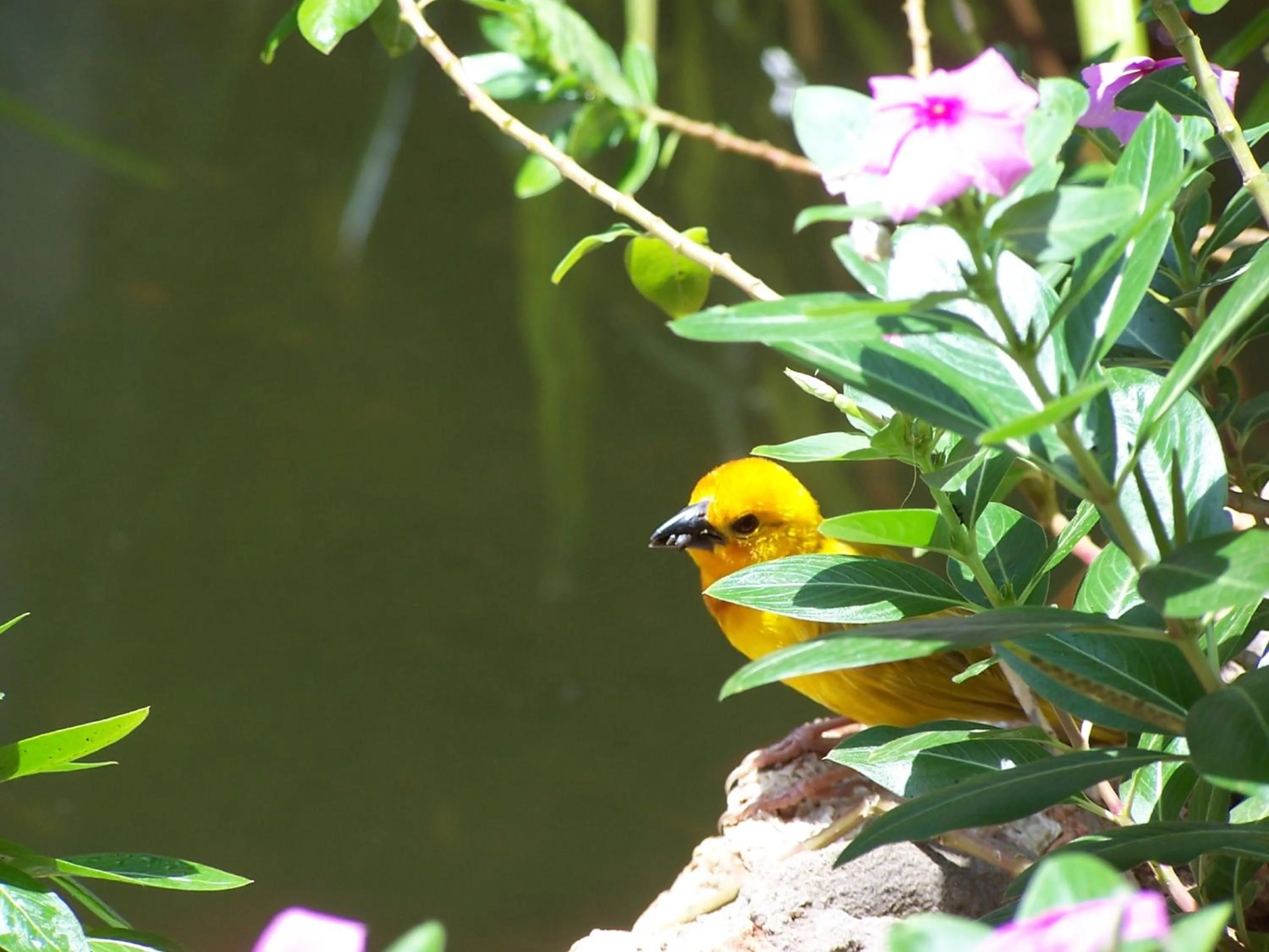 Animals in Pinewood Beach Resort and Spa