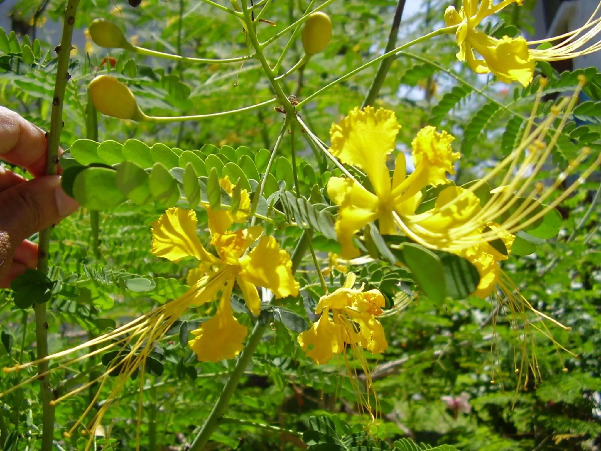 Garden in Pinewood Beach Resort and Spa