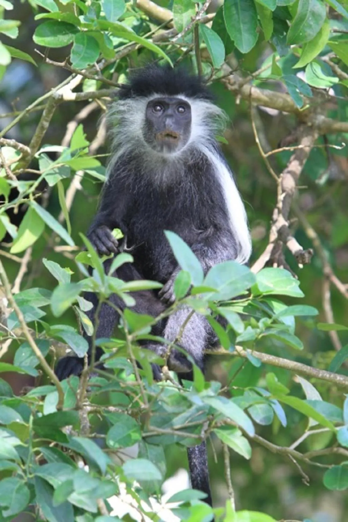 Animals in Pinewood Beach Resort and Spa