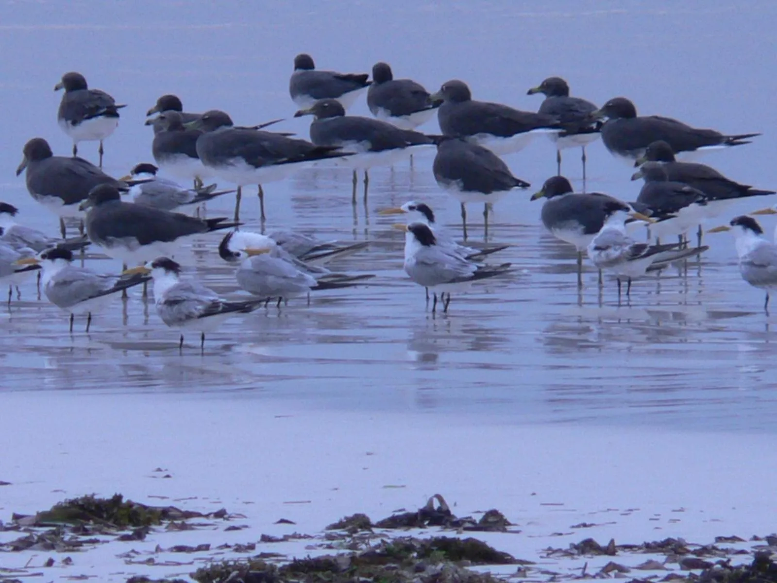 Bird's eye view in Pinewood Beach Resort and Spa