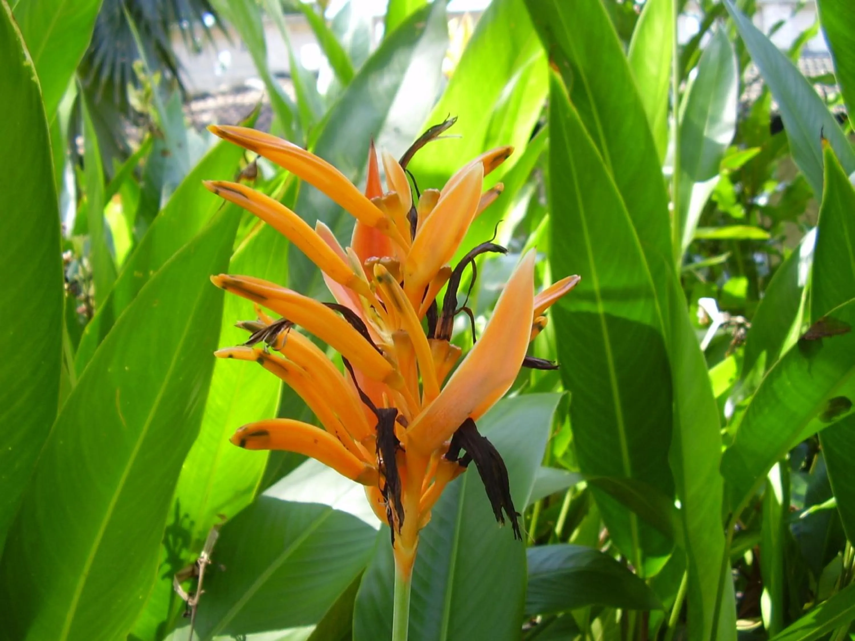 Garden in Pinewood Beach Resort and Spa