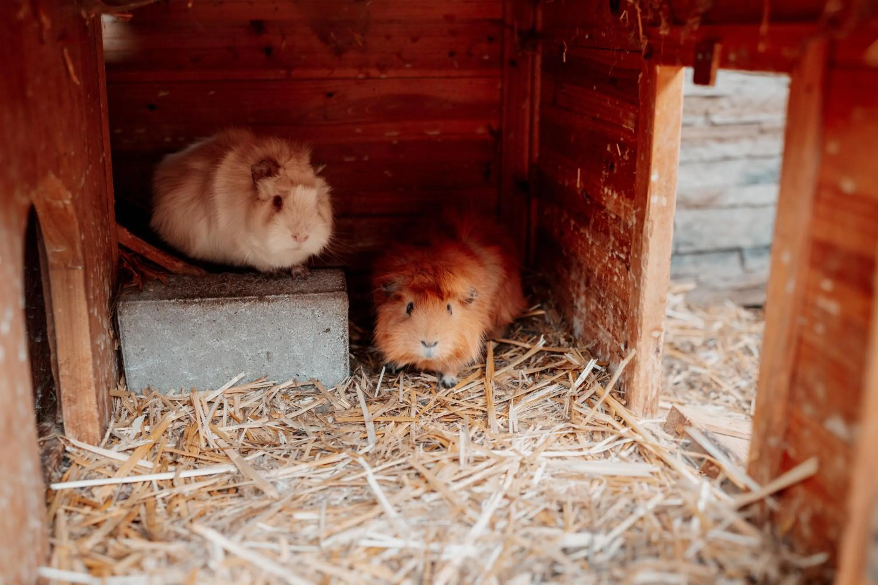 Animals in Kinderhotel Laderhof