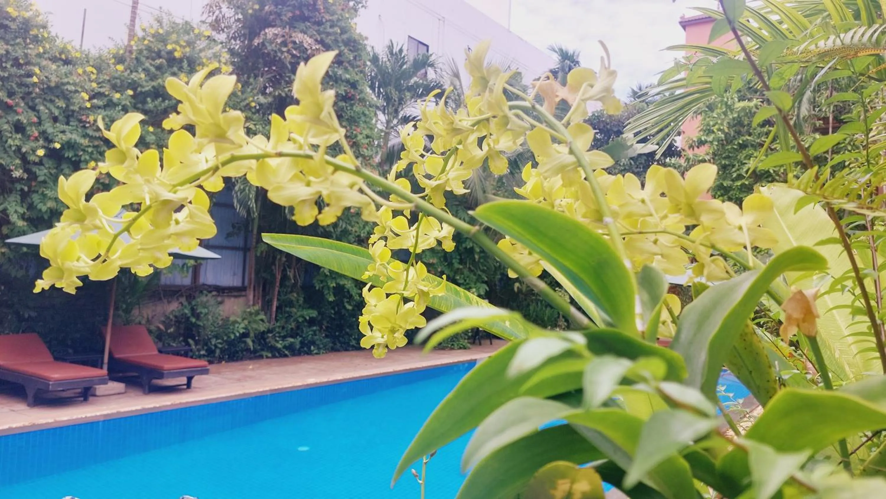 Swimming pool in Kouprey Hotel