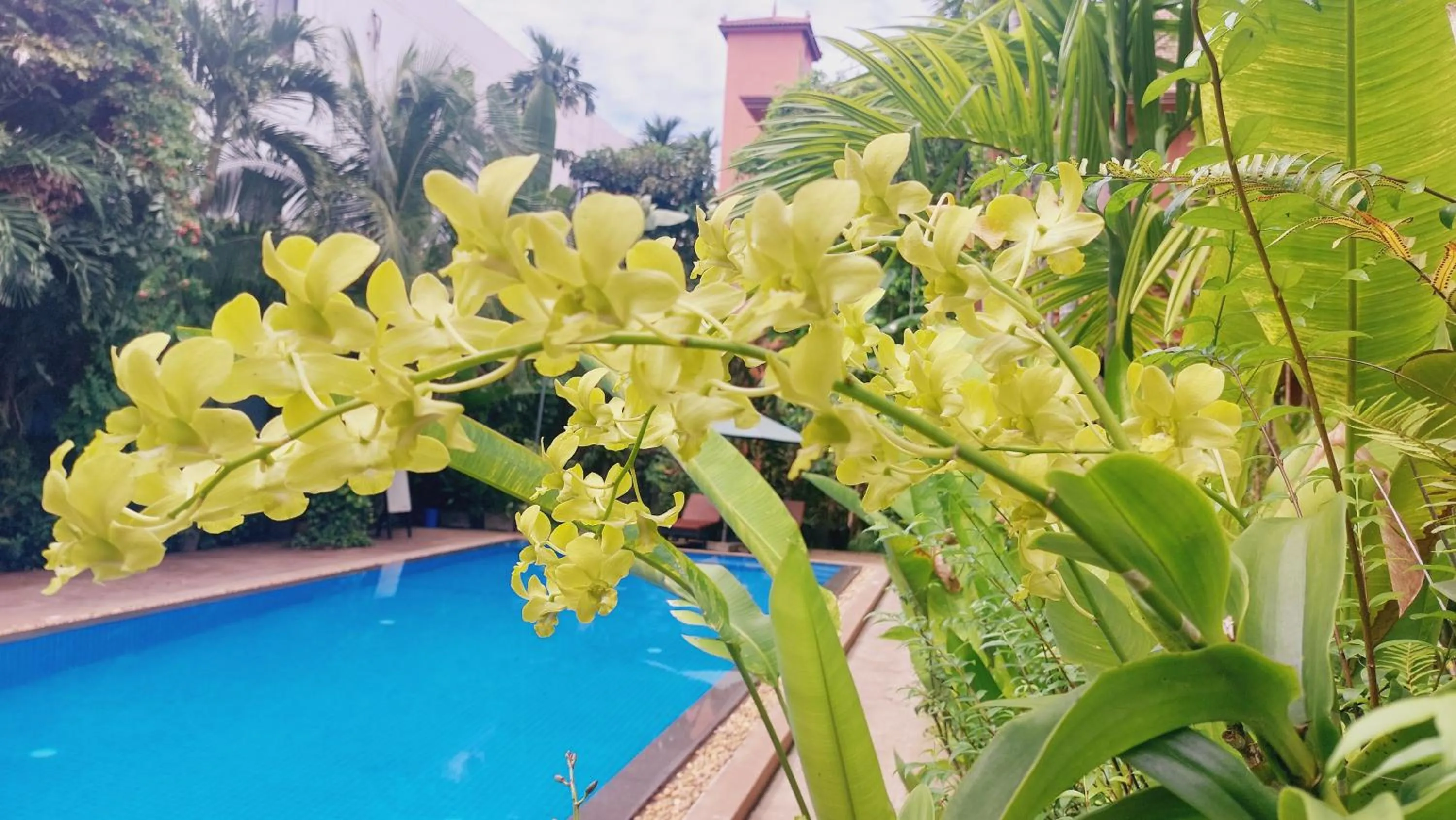 Garden view in Kouprey Hotel