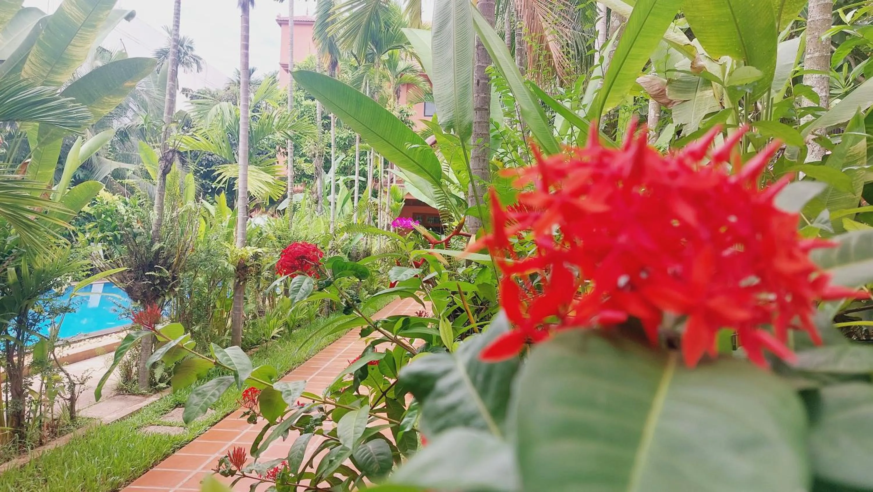 Garden view in Kouprey Hotel