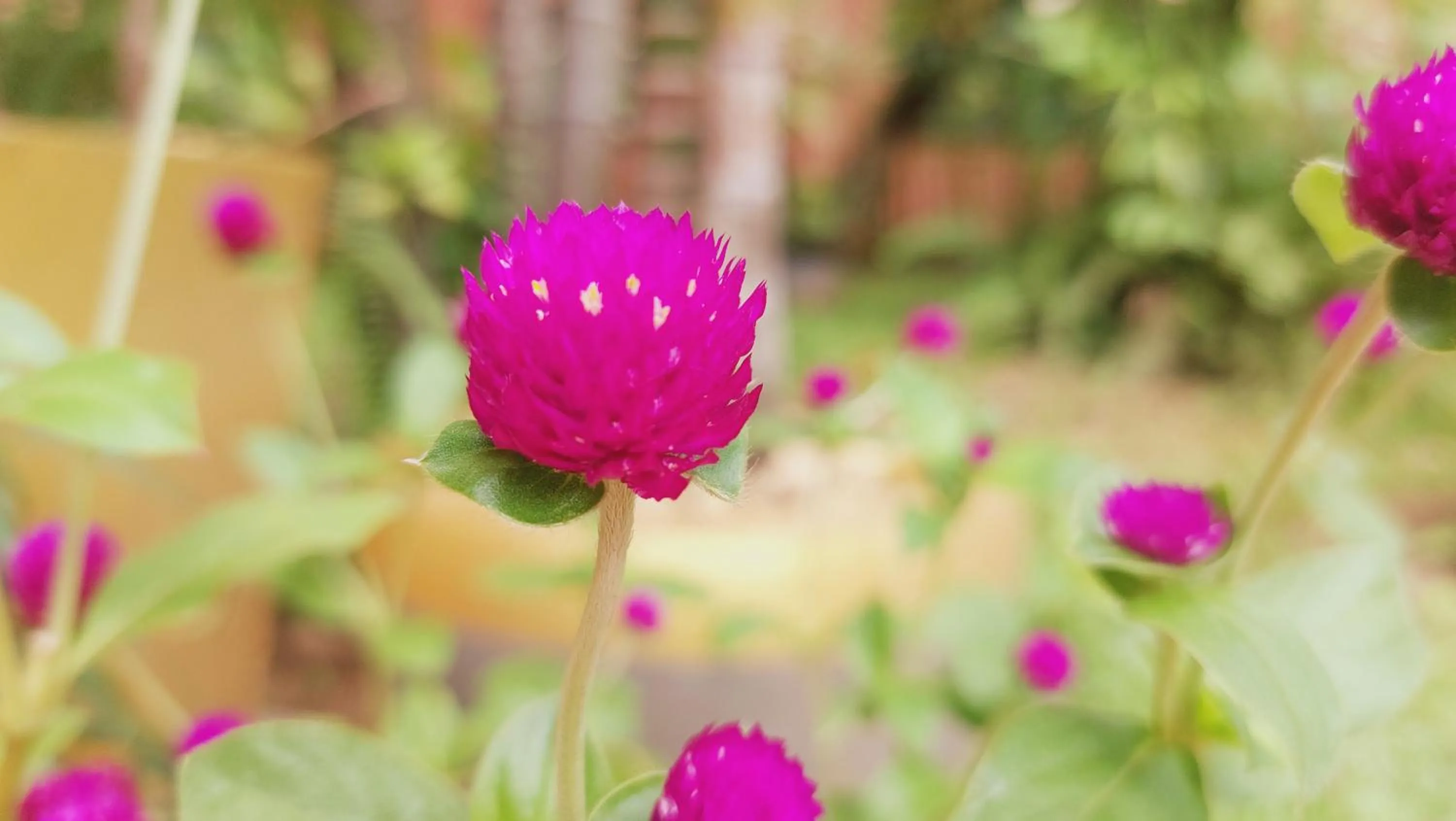 Garden view in Kouprey Hotel