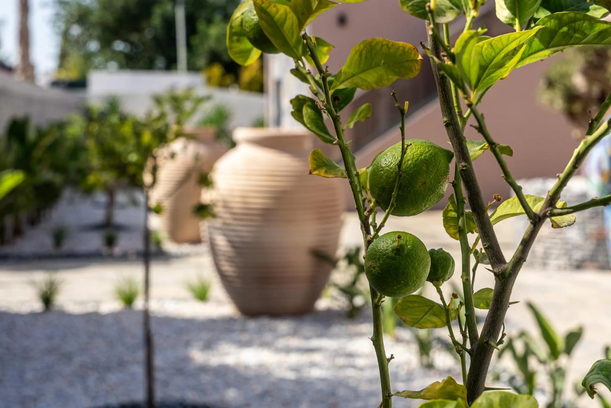 Garden in La Rêve Luxury Apartments with Private Jacuzzi